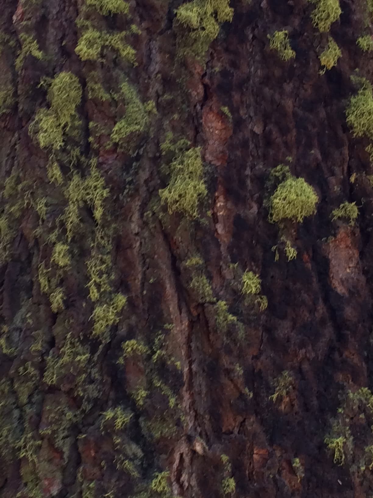 Moss on Bark