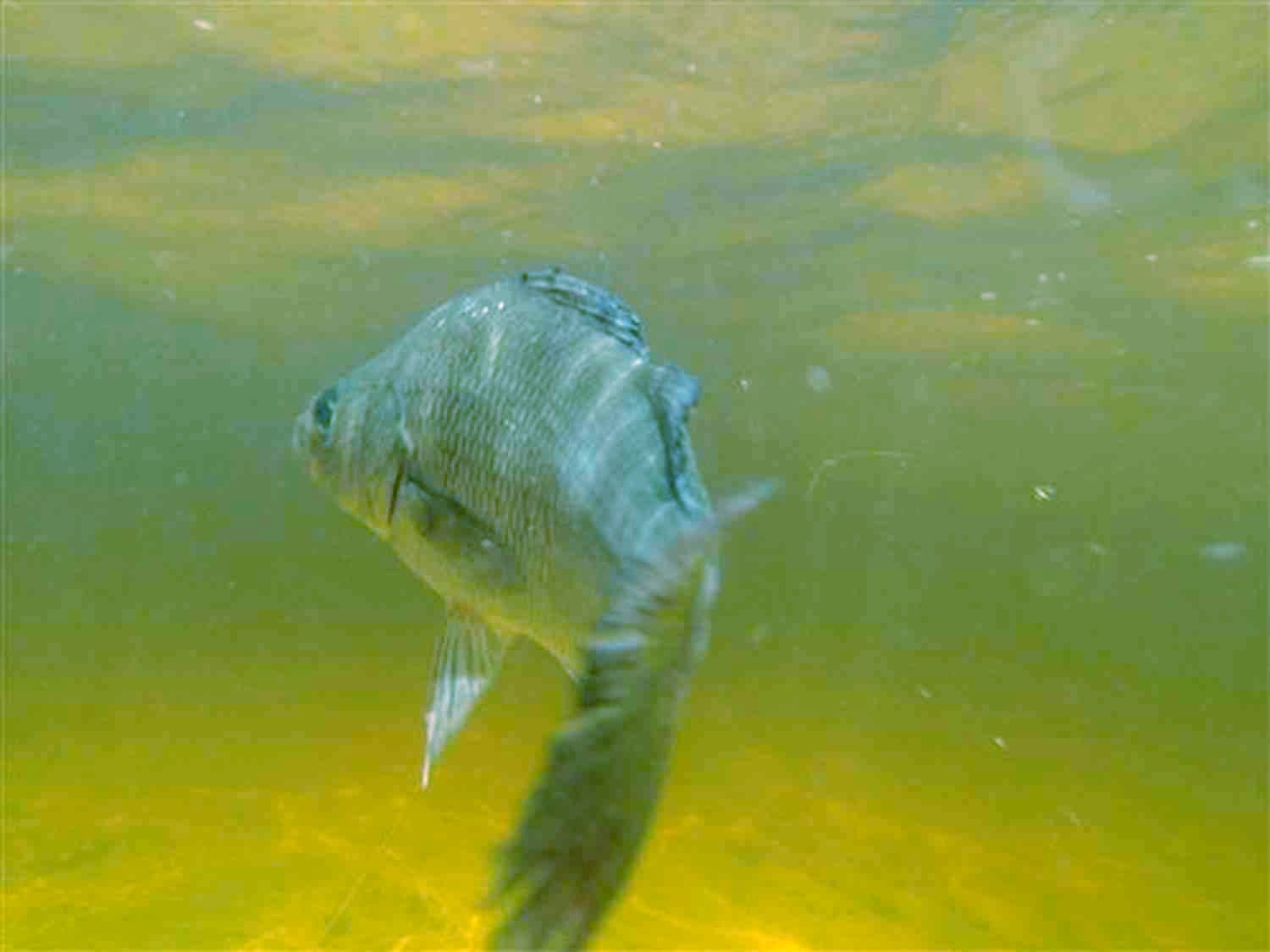 Perch fish underwater perca fluviatilis
