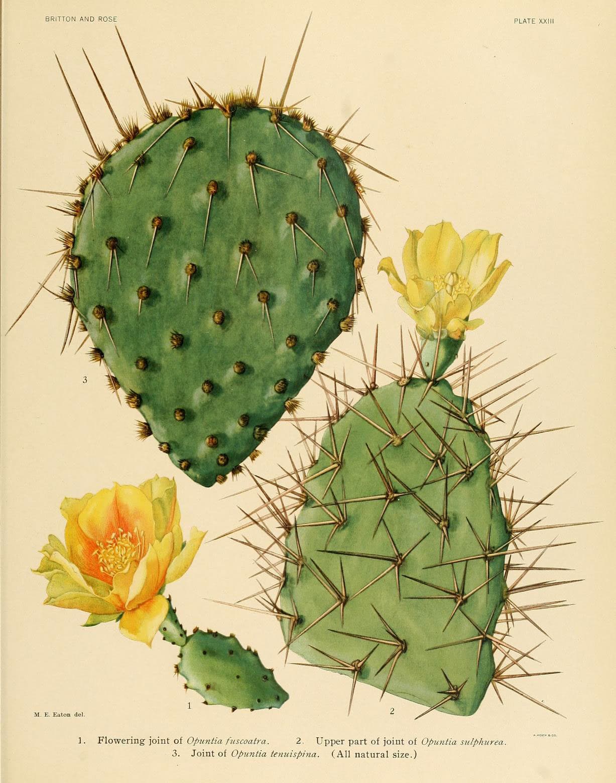 The Cactaceae (Plate XXIII) (6026508748)