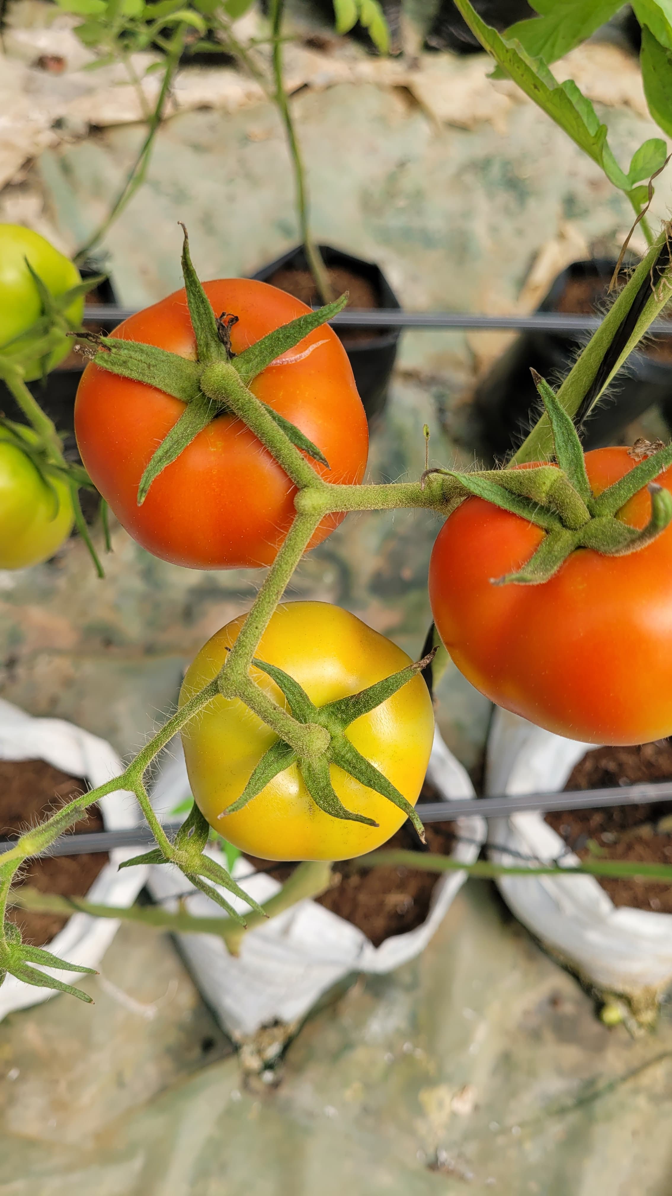 Tomatoes in a screen house 03