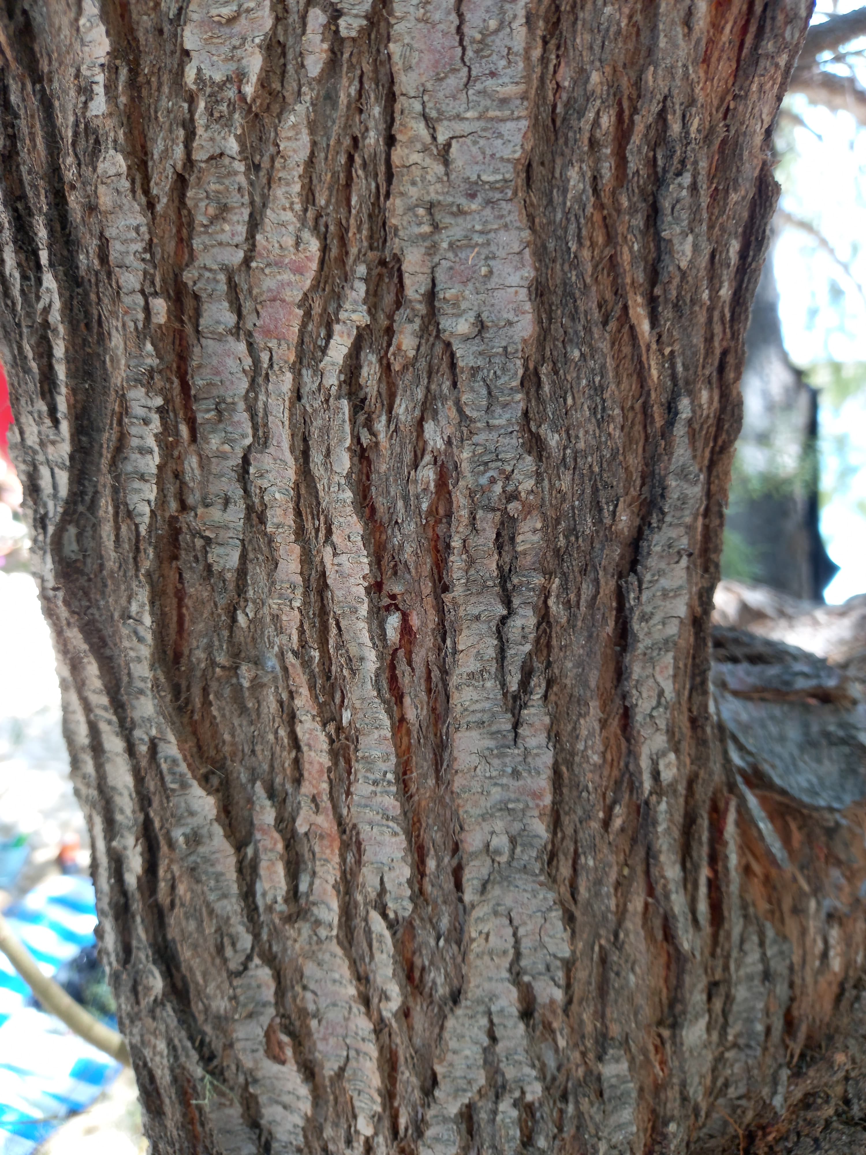 Bark of Tamarix gallica tree