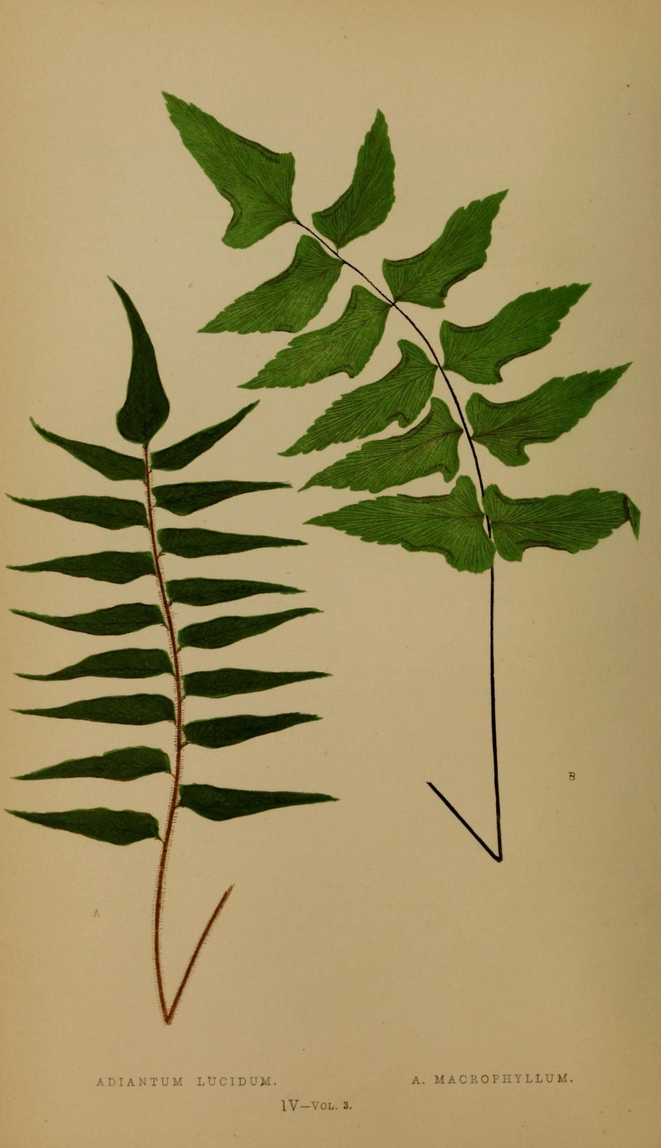 Ferns- British and exotic (10292028155)
