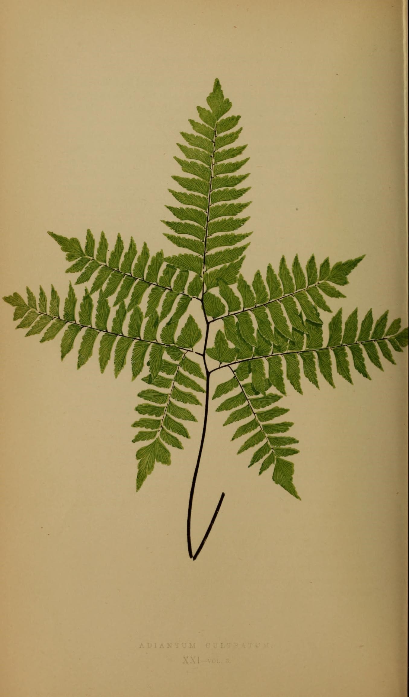 Ferns- British and exotic (10292199433)