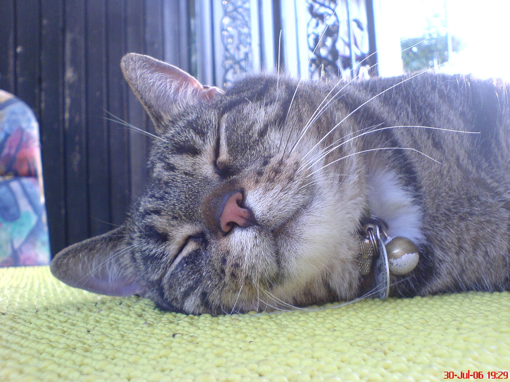 Sleeping tabby cat