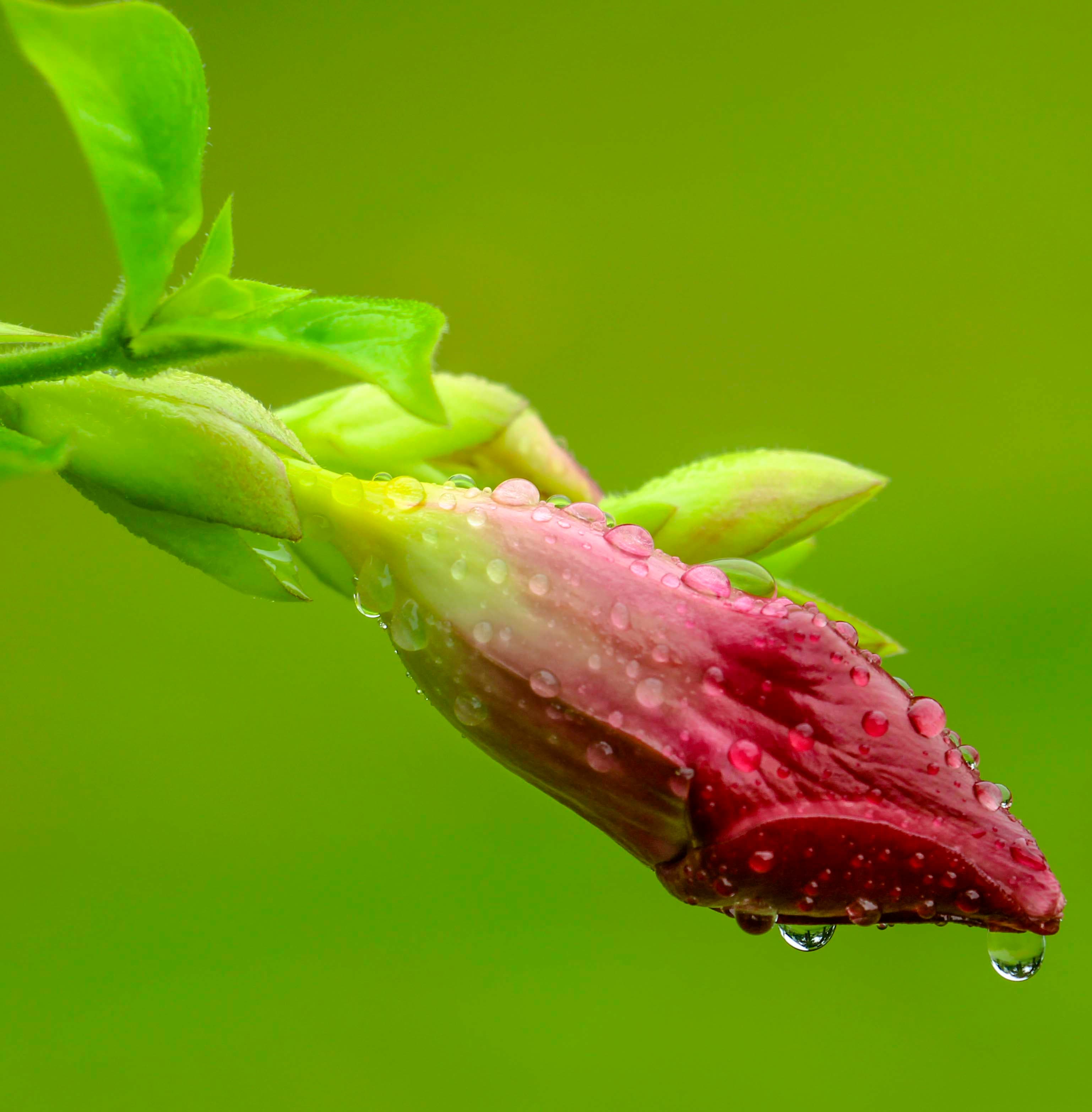 Dewdrops on a red bud (Unsplash)