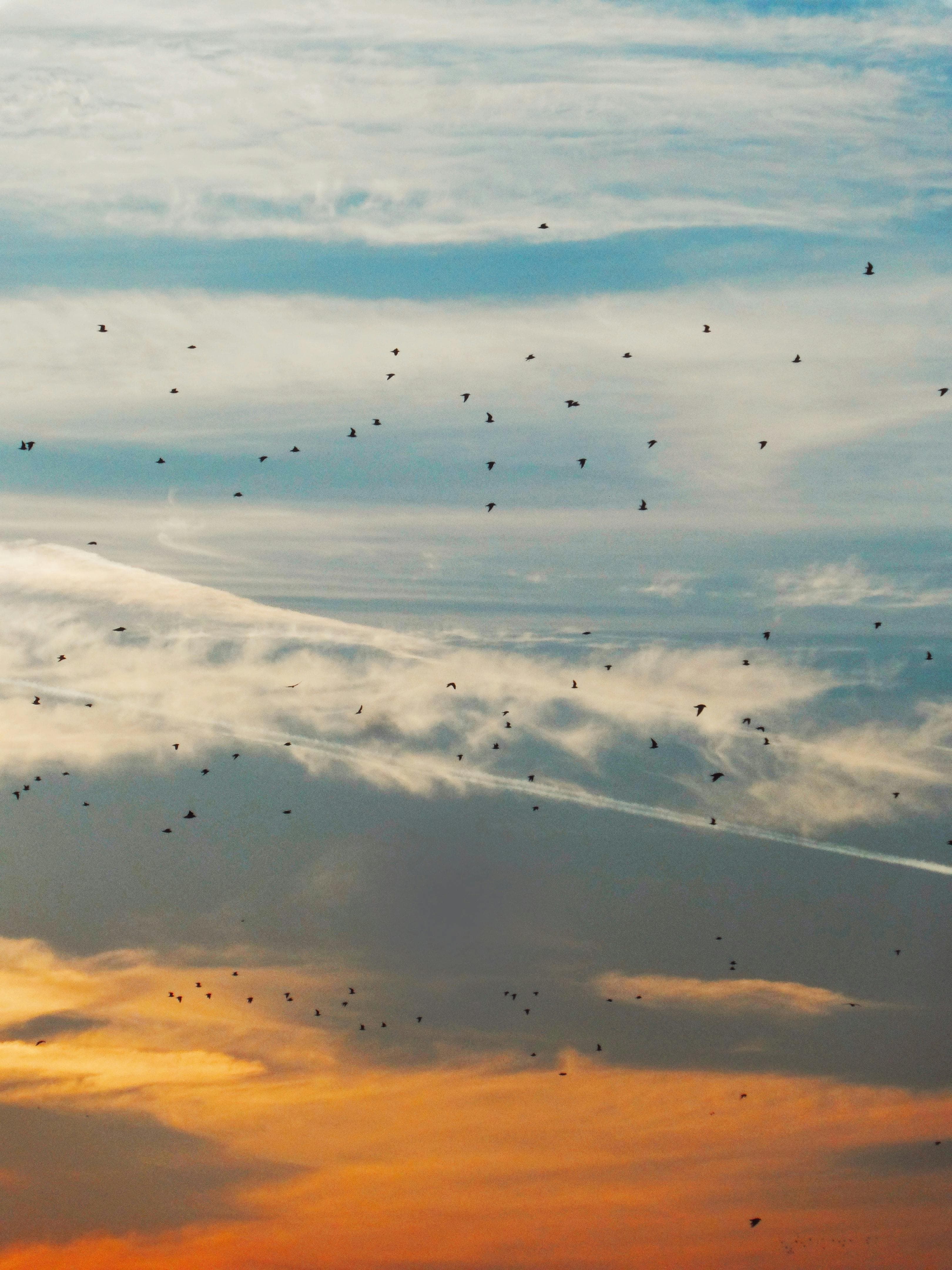 Tranquil Sunset Sky with Birds