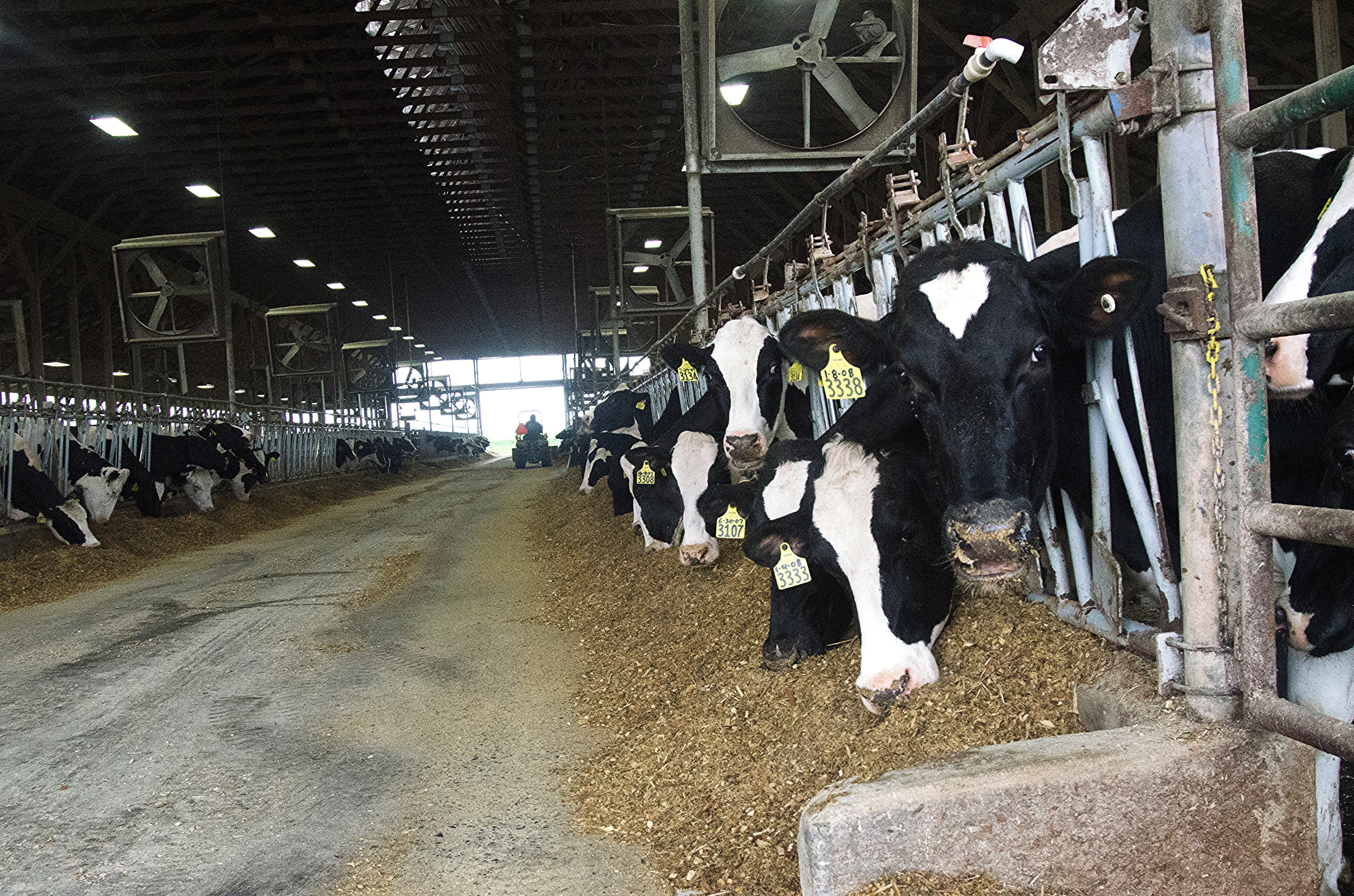 Animals (20110419-RD-LSC-0620)