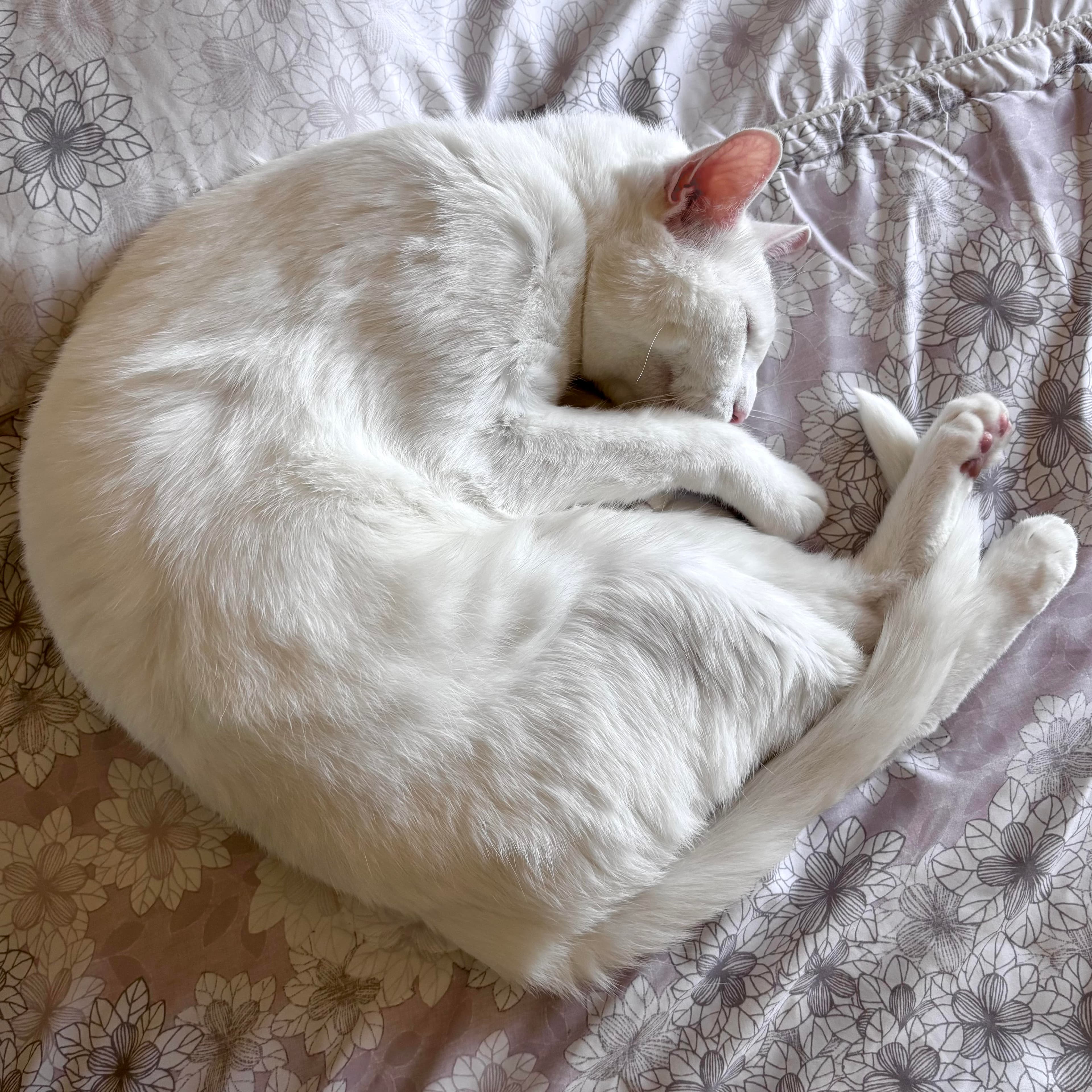 Lily White Domestic Shorthair Cat