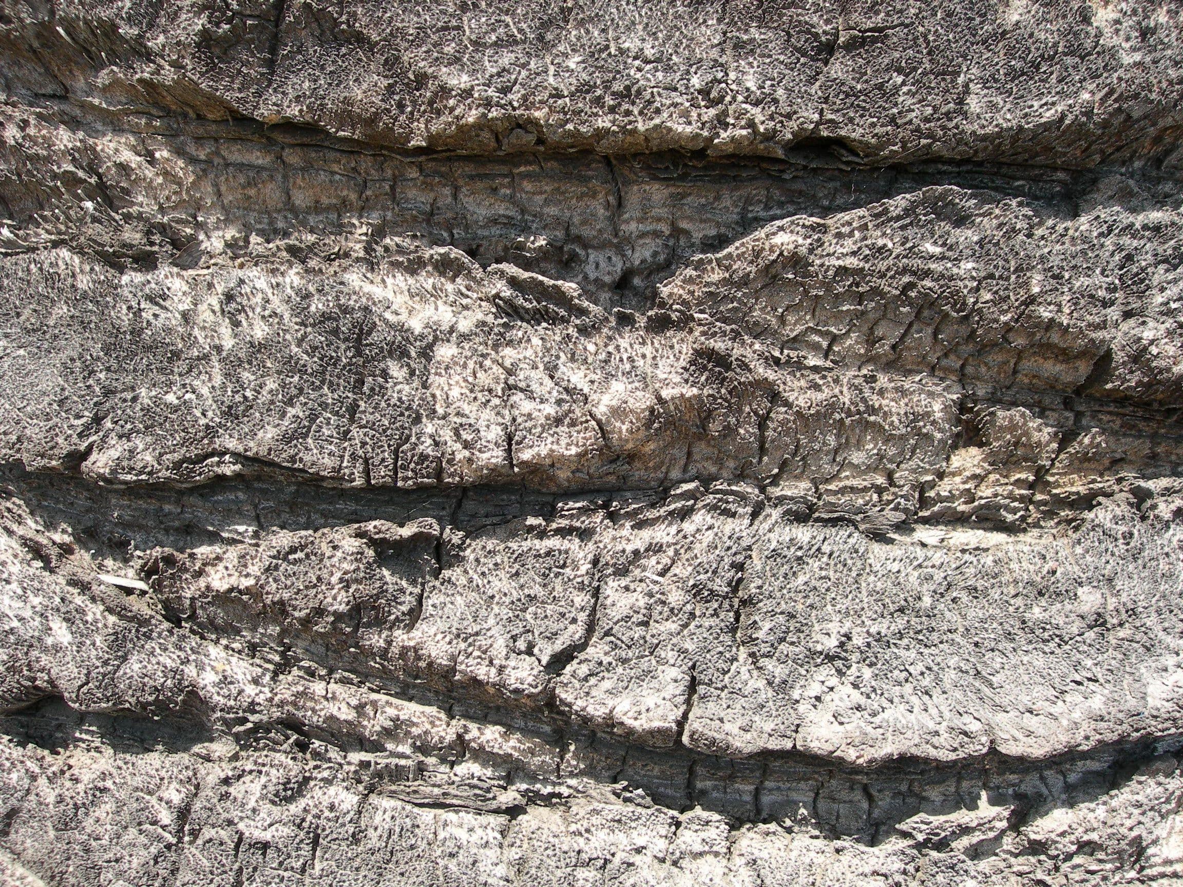 Old grey palm tree trunk closeup