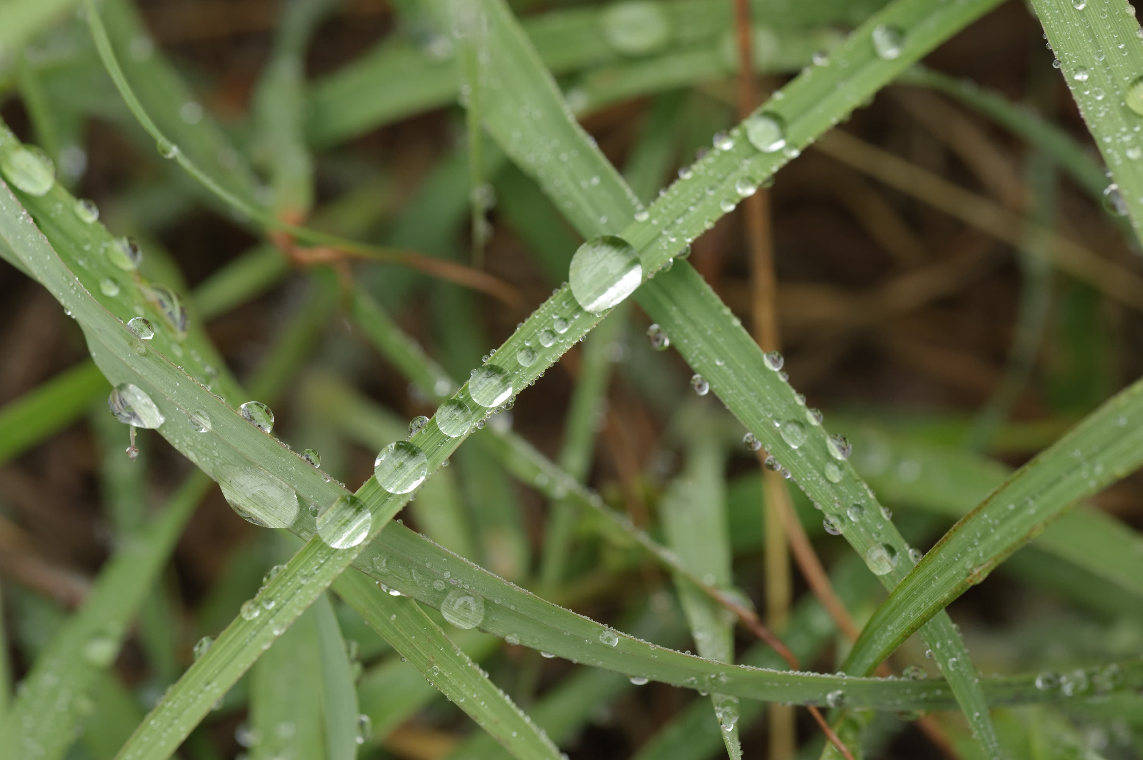 Water droplets on range grass. (24744165749)