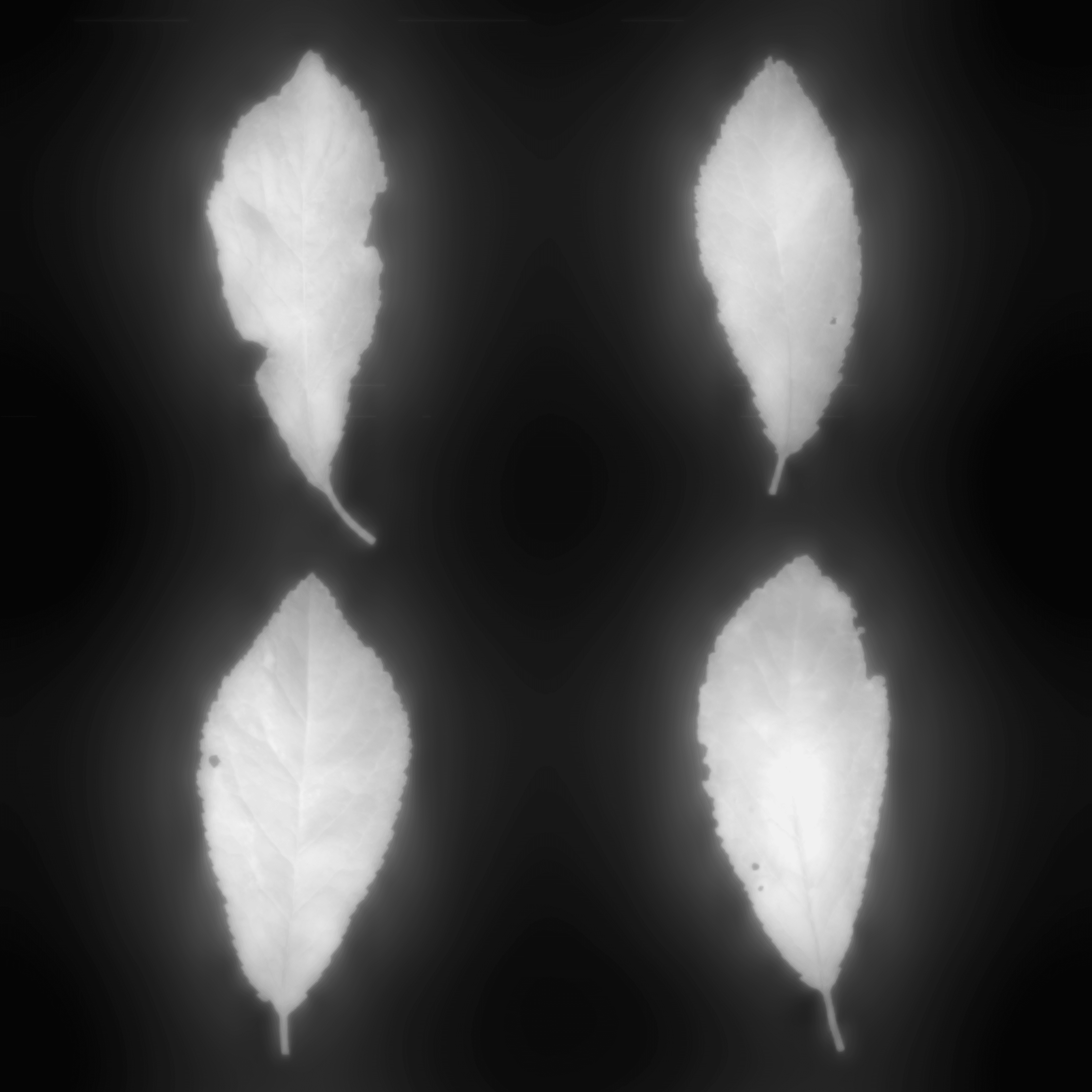 LeafSet003 4K Displacement