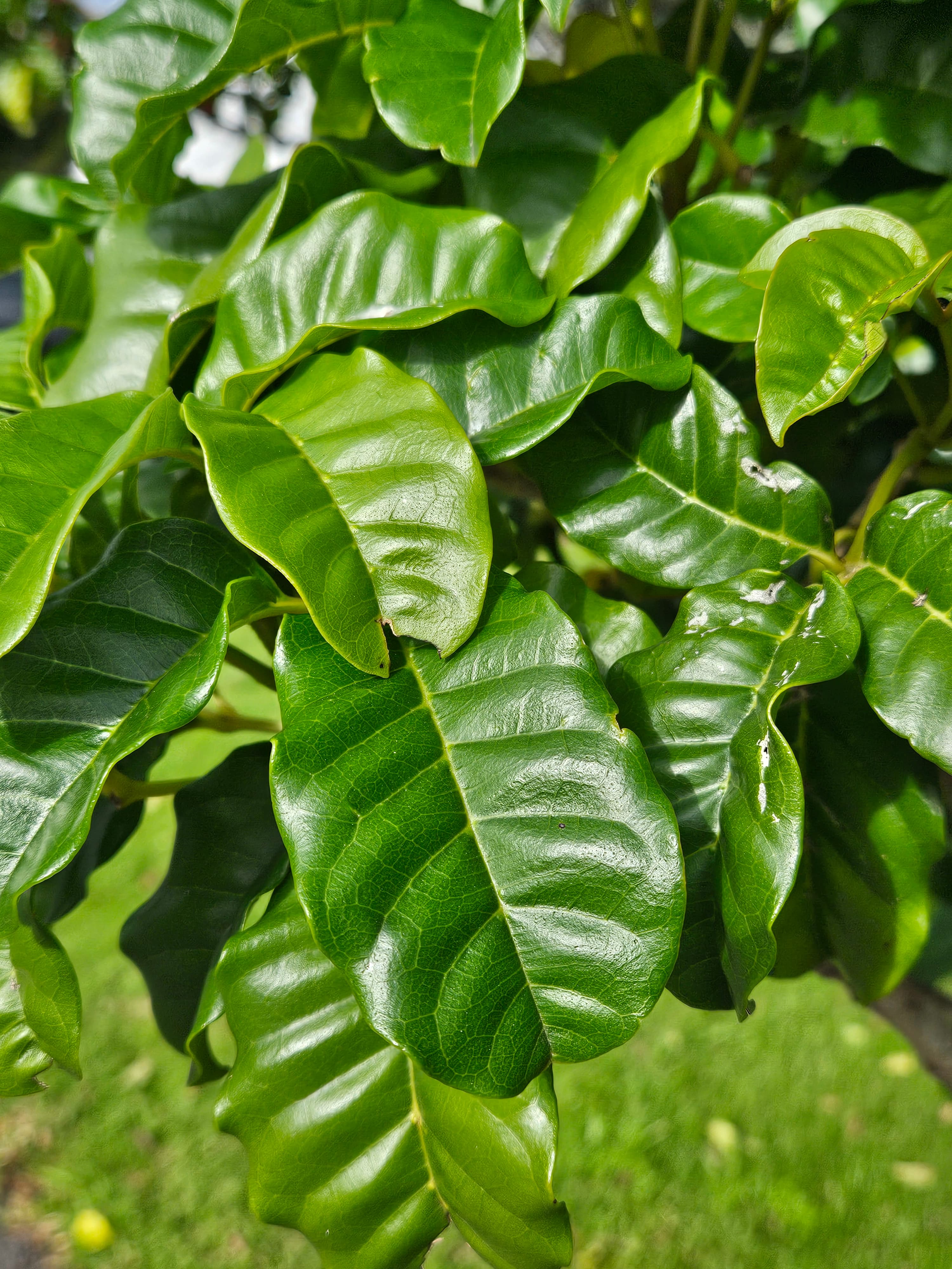 Pūriri leaves 20250702 130519