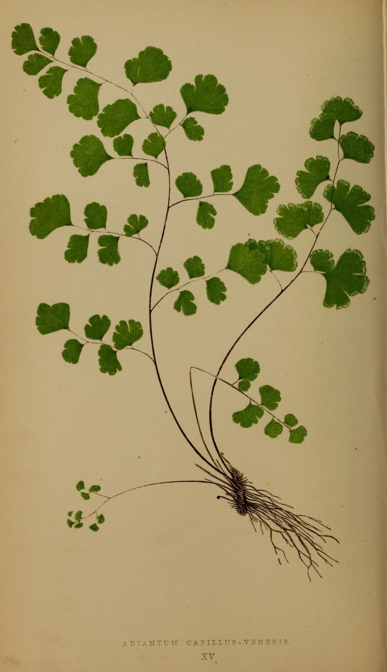 Ferns- British and exotic (10292066955)