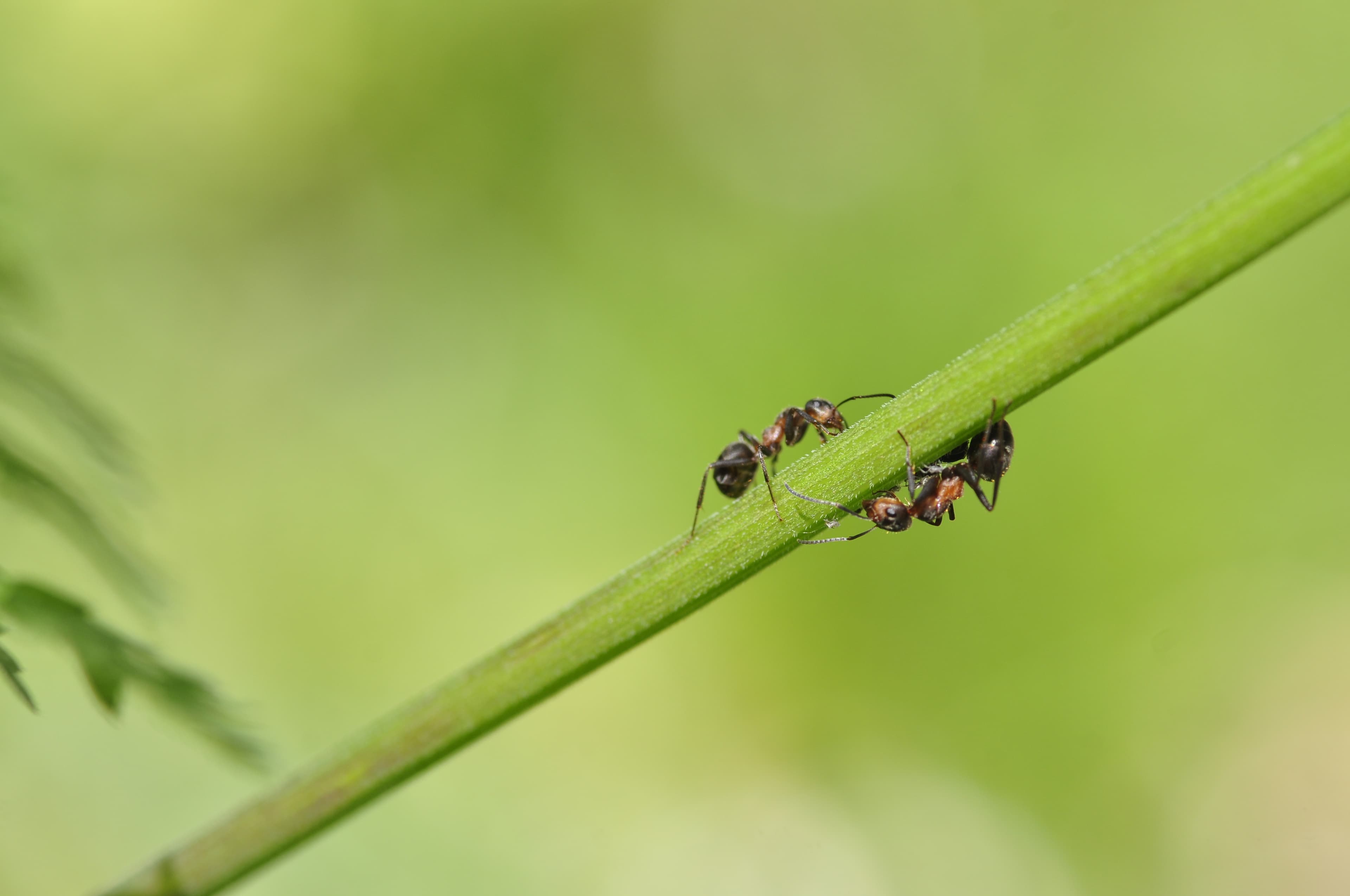 Insect macro (36301512526)