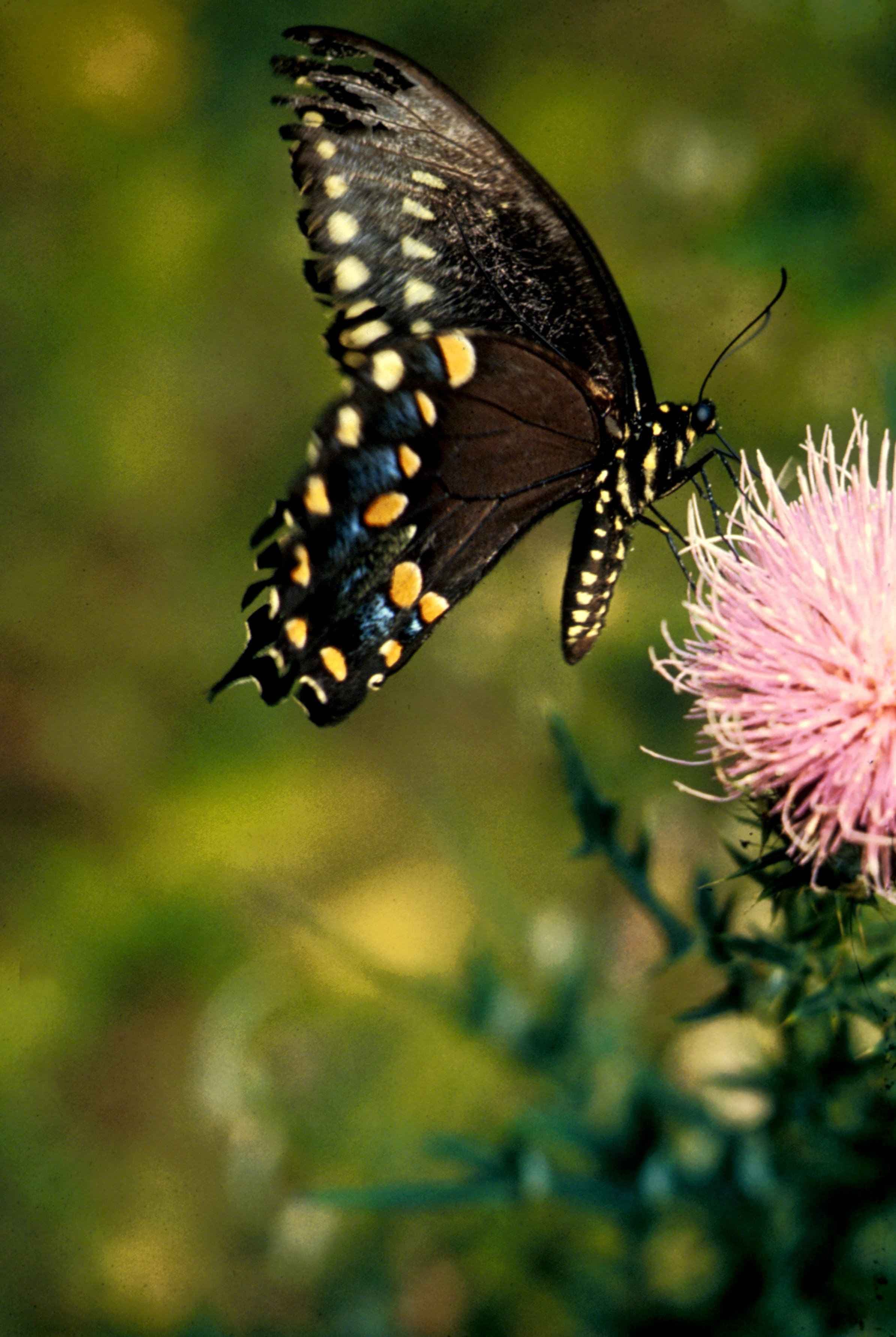 Macro butterfly insect picture
