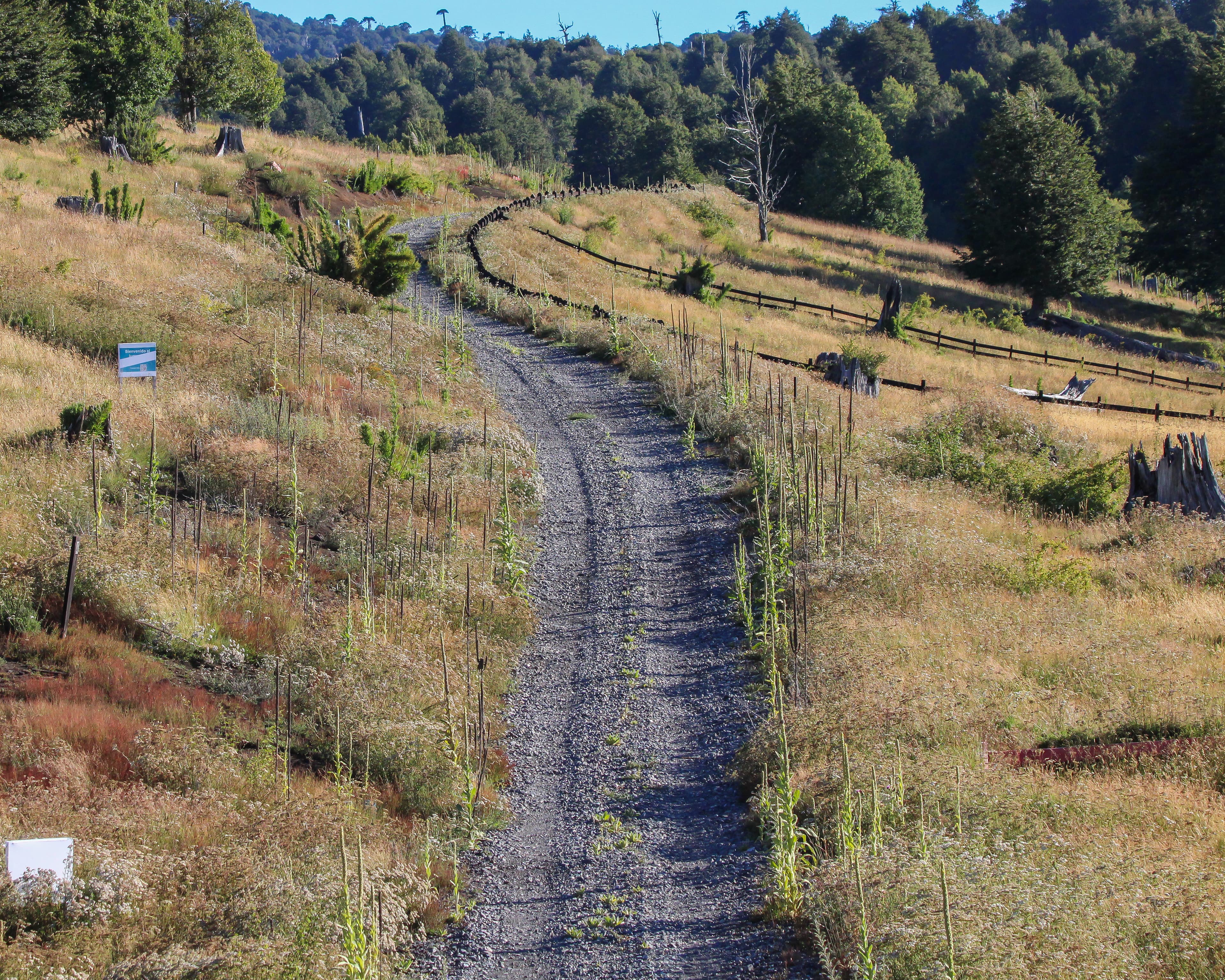 Rural Gravel Road in Malalcahuello