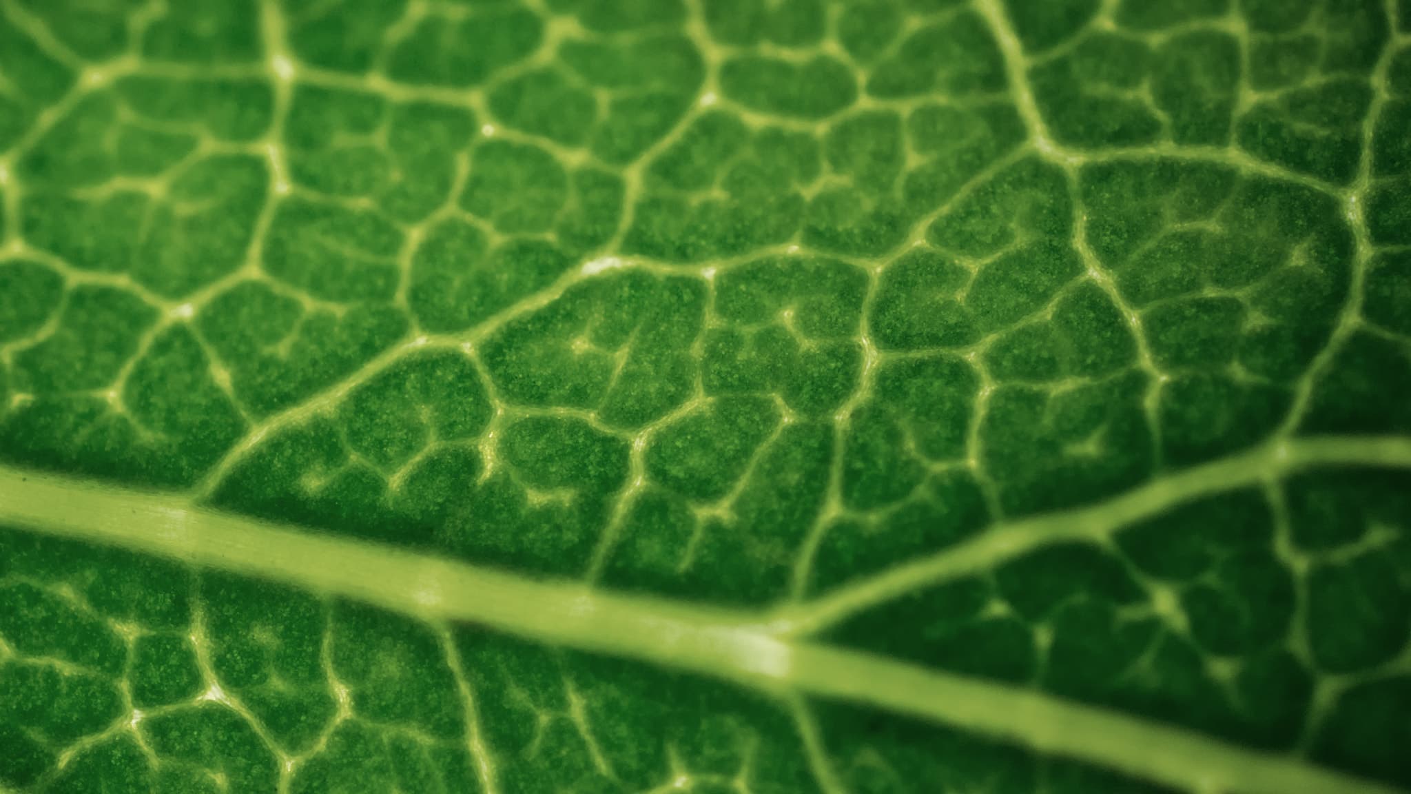 Leaf (155561975)