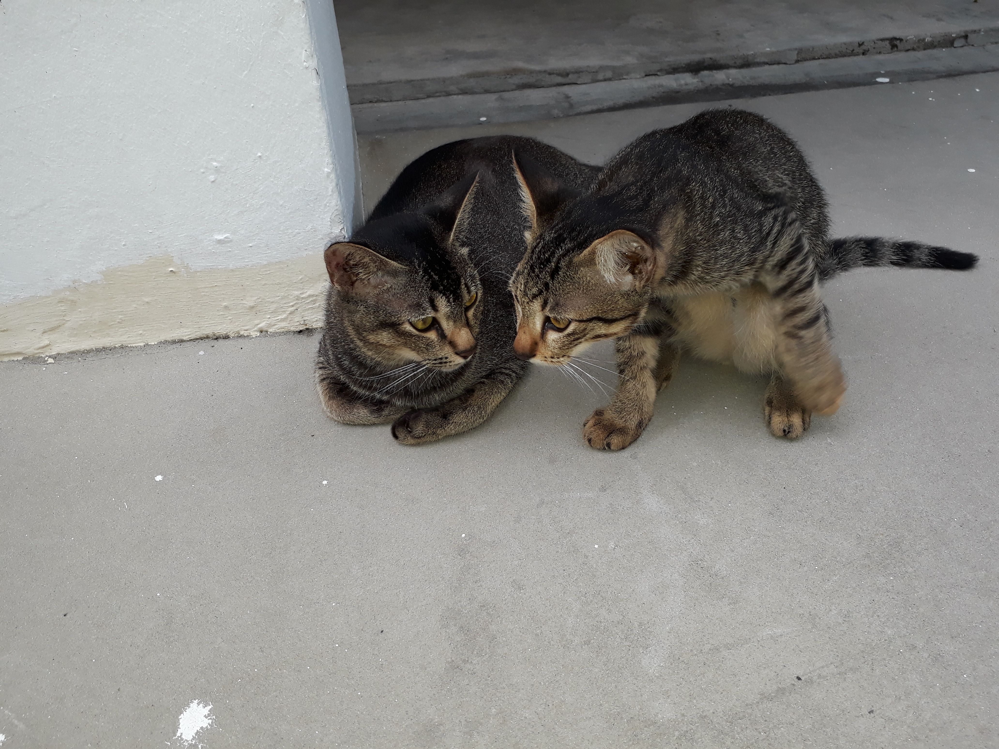 Cat with a Kitten