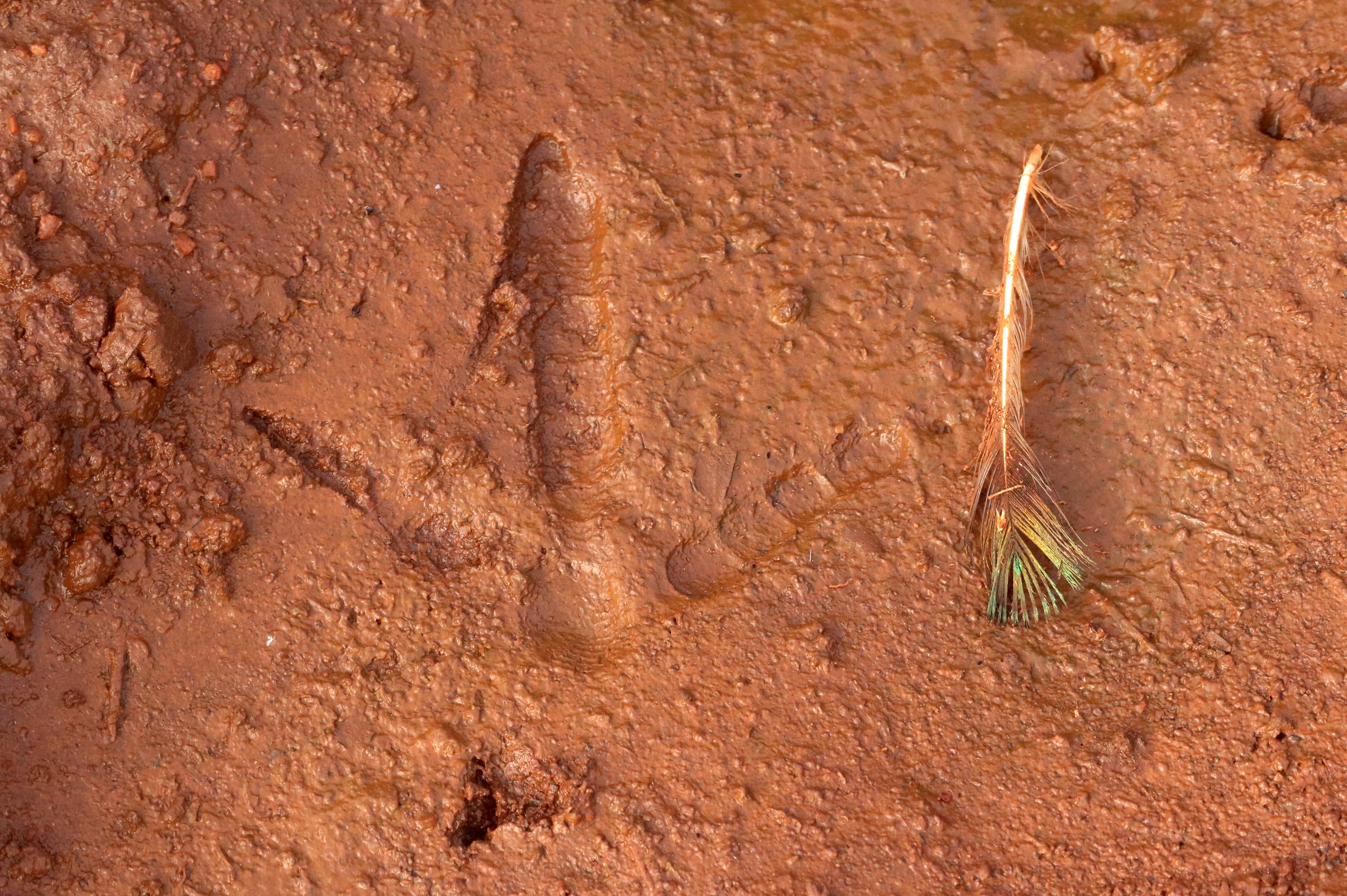 Footprint of an Indian Peafowl Tamilnadu