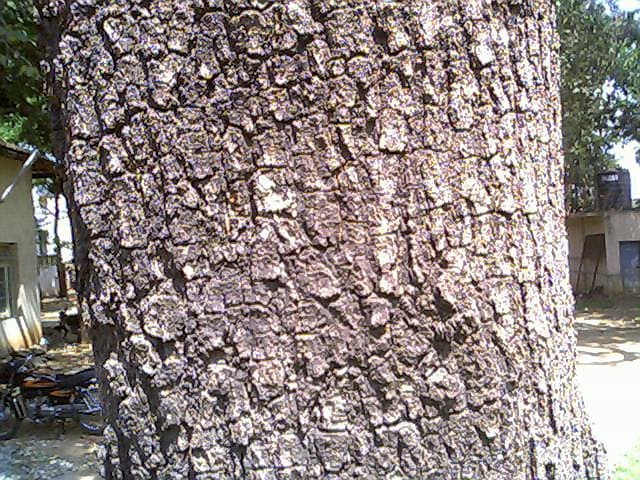 Bark of Mangifera indica