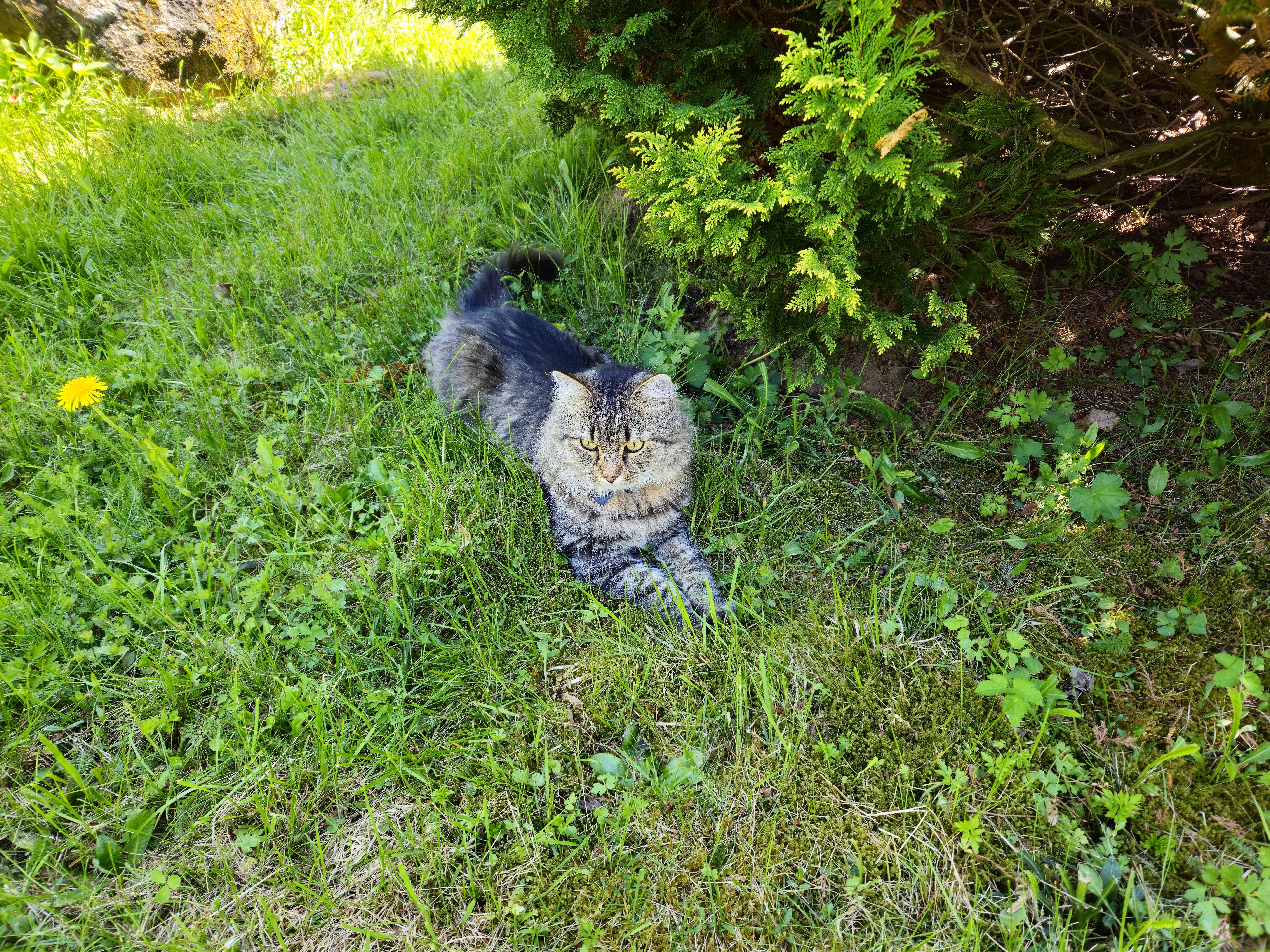 Tabby cat Oskar 20250510 132503