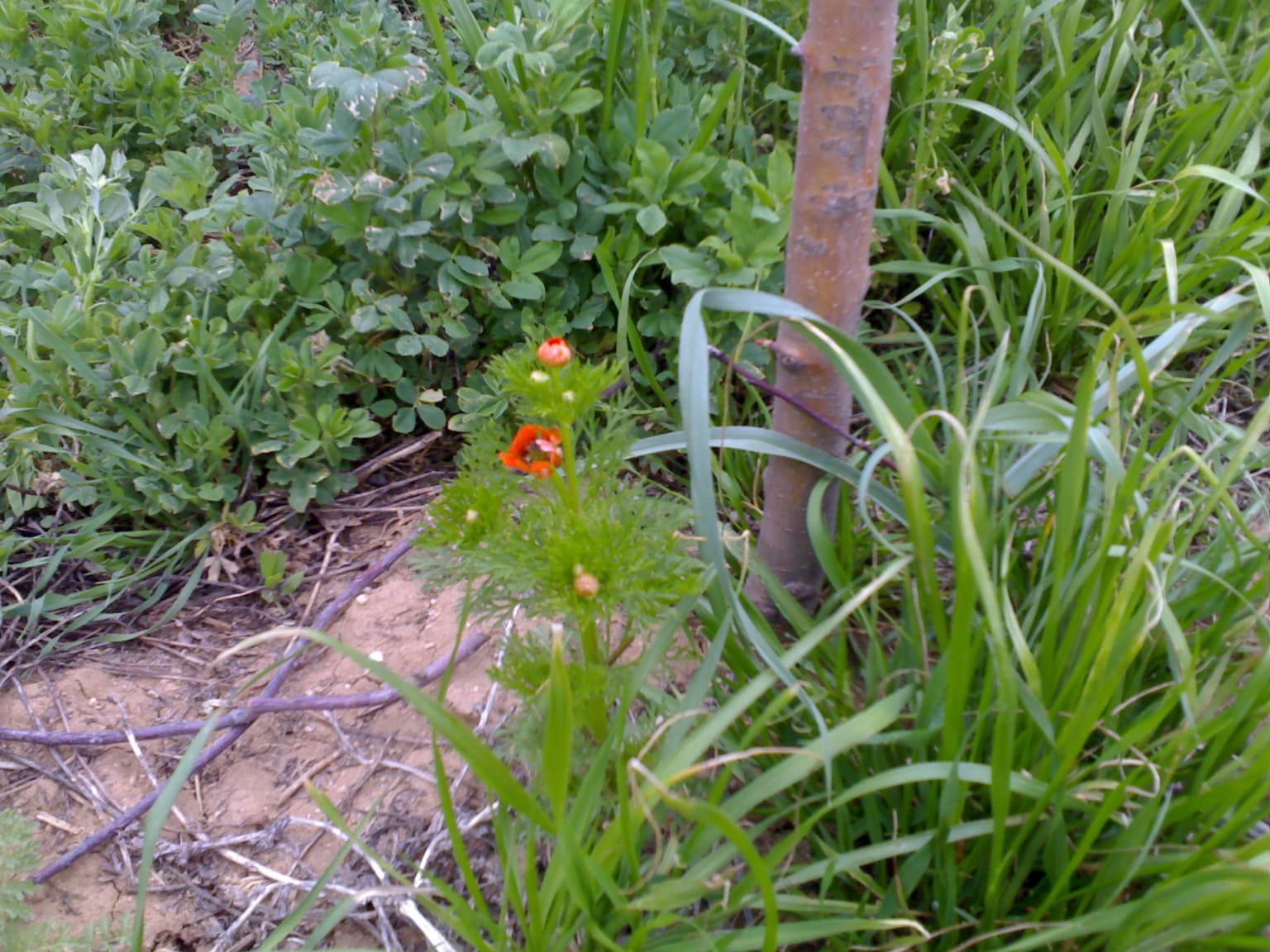 Wildflowers in Bahar 10