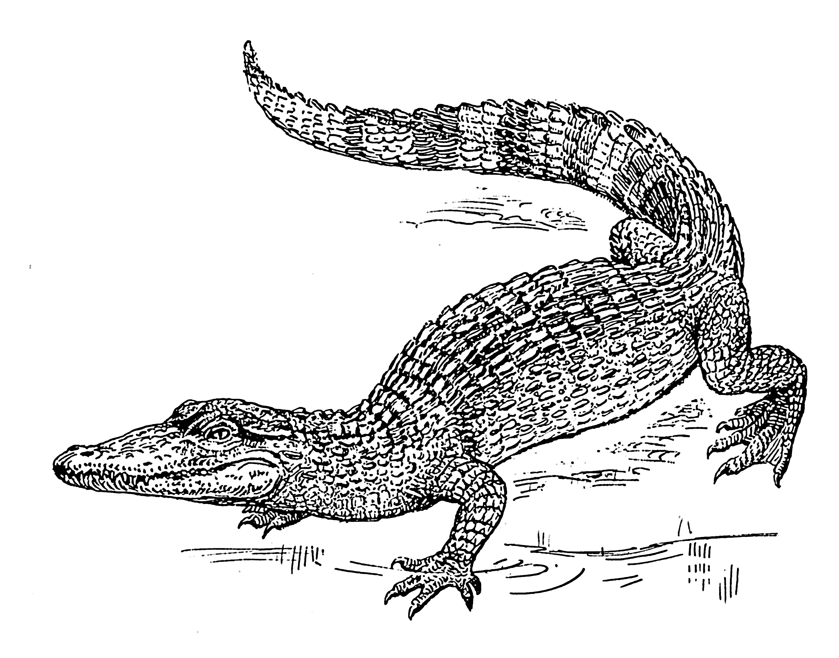 Crocodile (PSF)