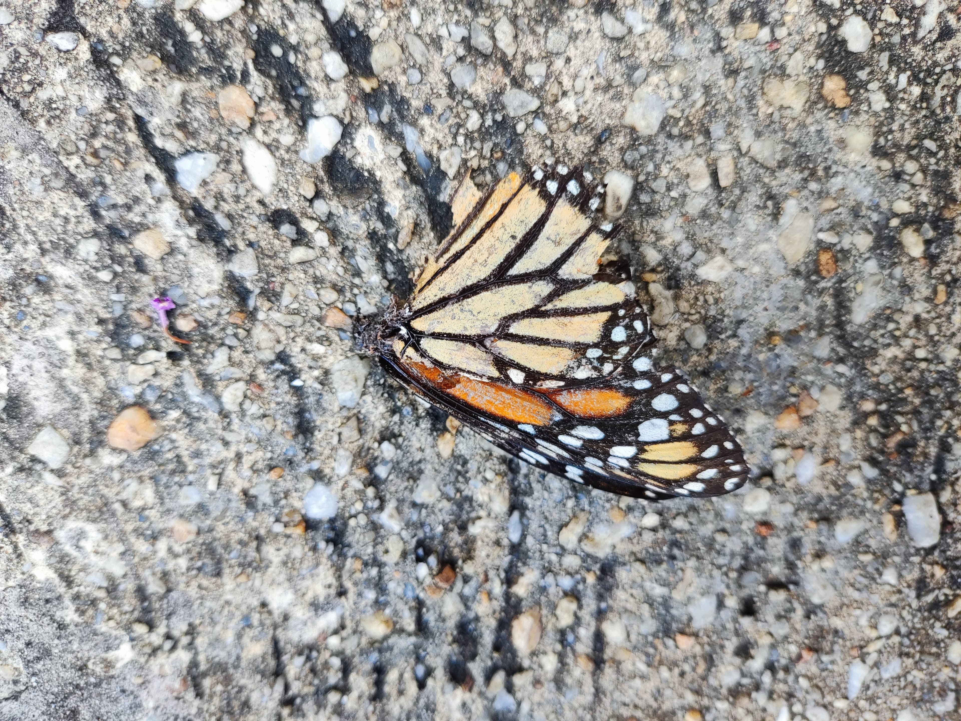 Dead butterfly on pavement
