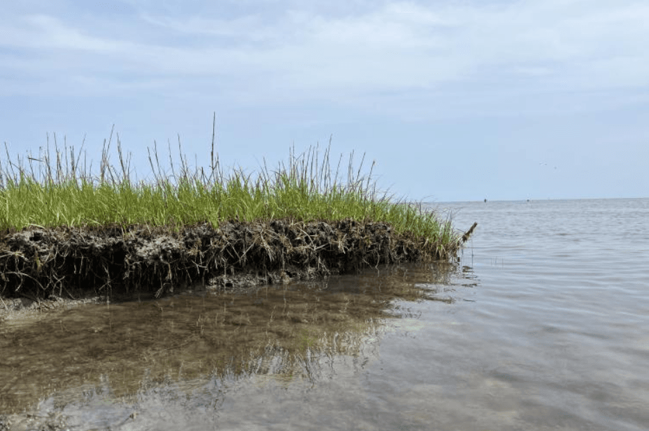Hog Island shoreline wetland erosion