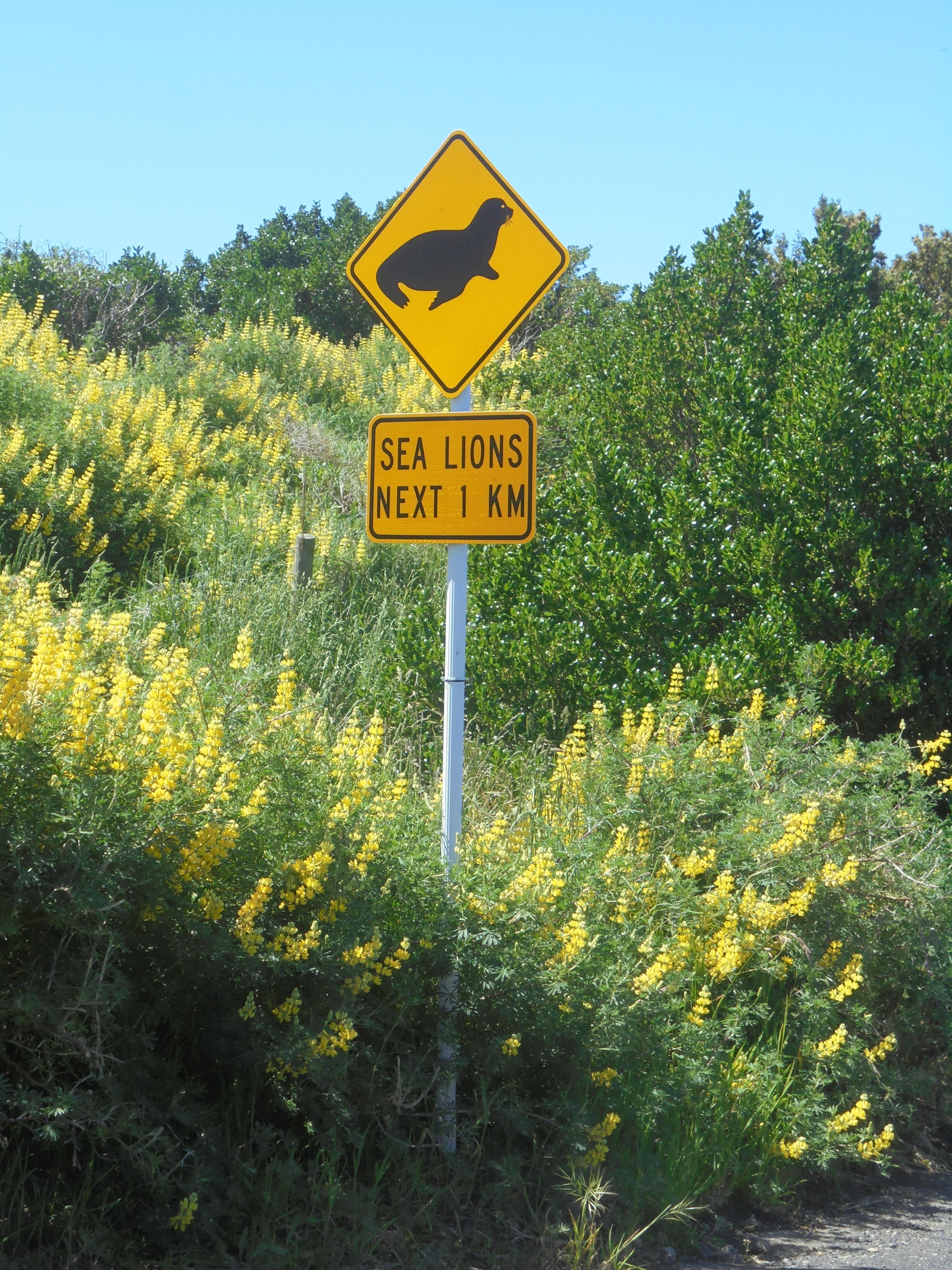 Sea lion traffic sign