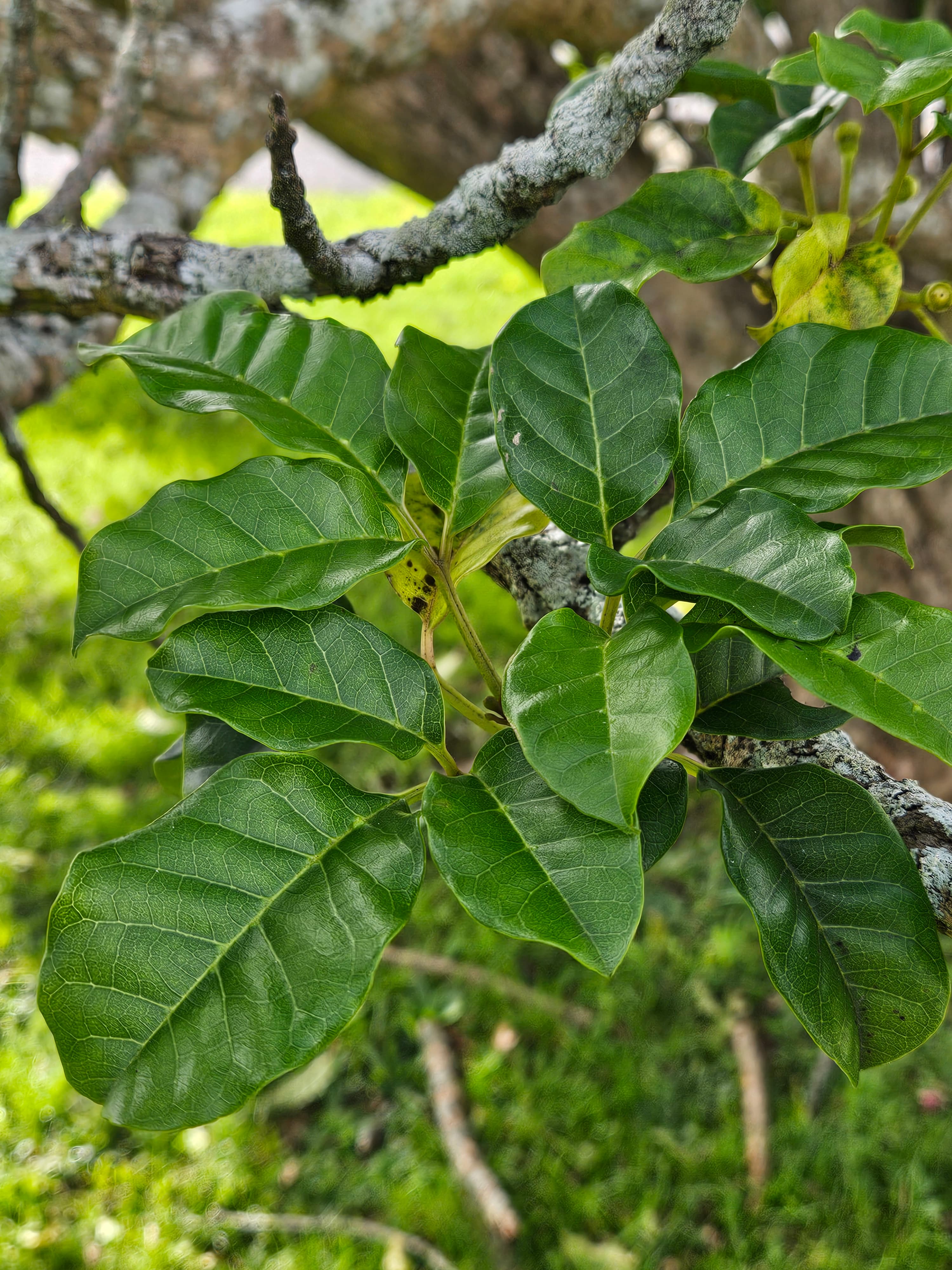 Pūriri leaves 20250702 130849