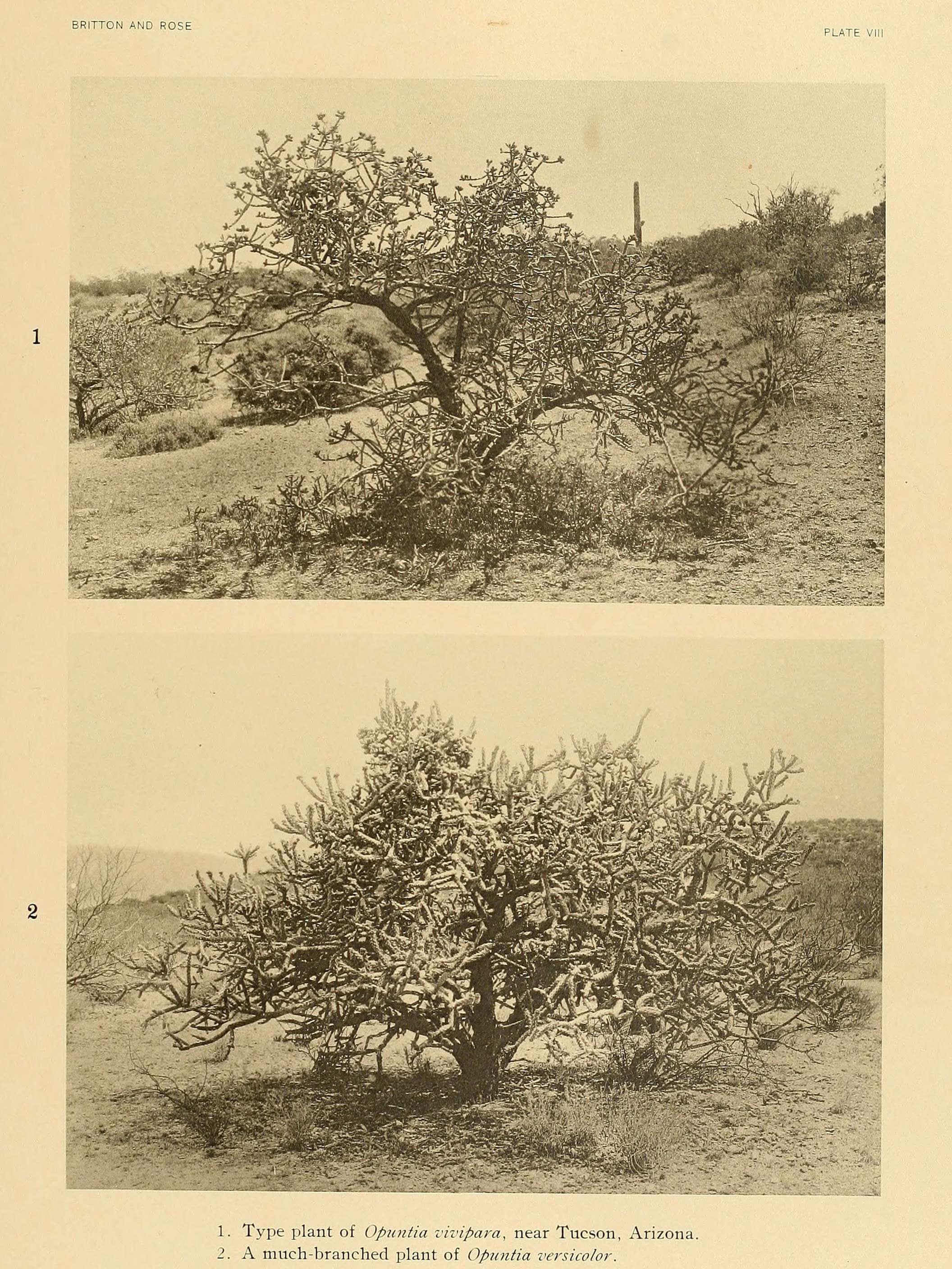 The Cactaceae (Plate VIII) (6026503444)