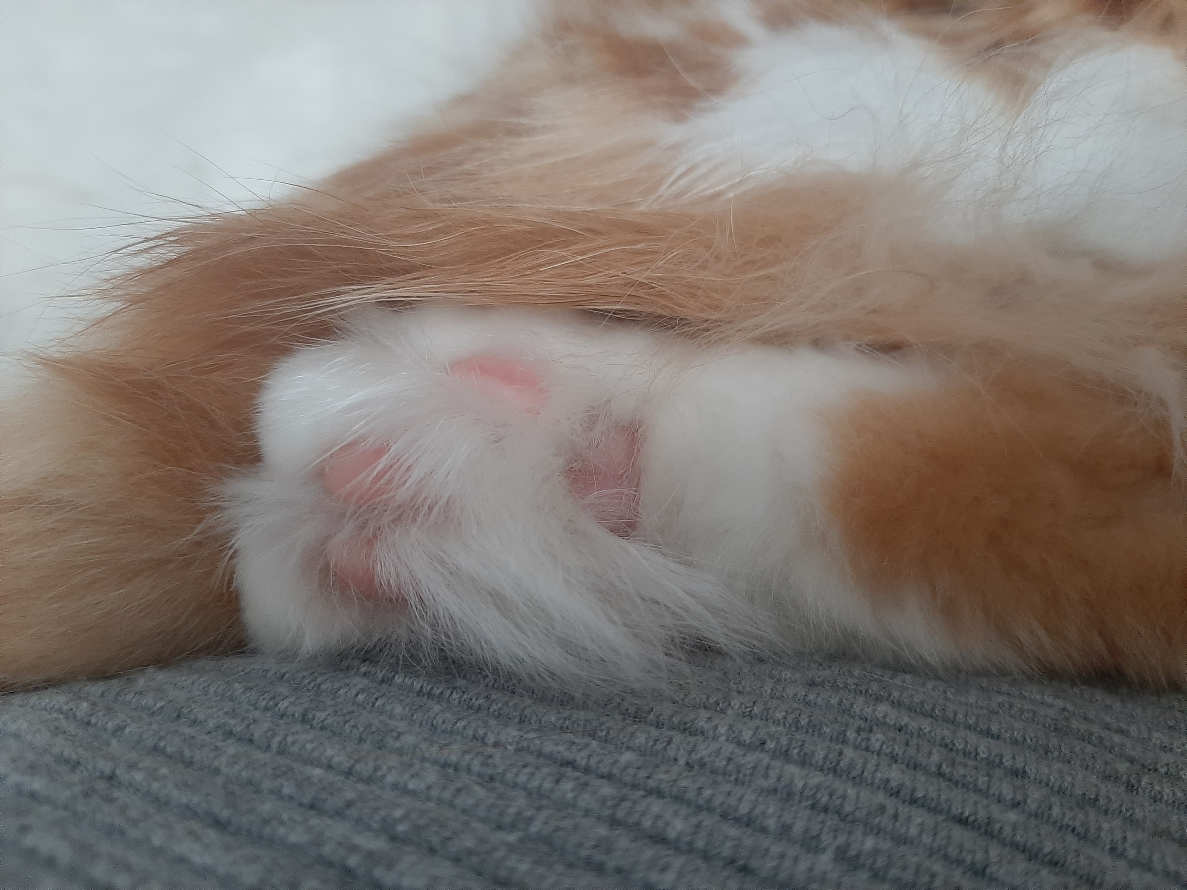 Domestic cat paw