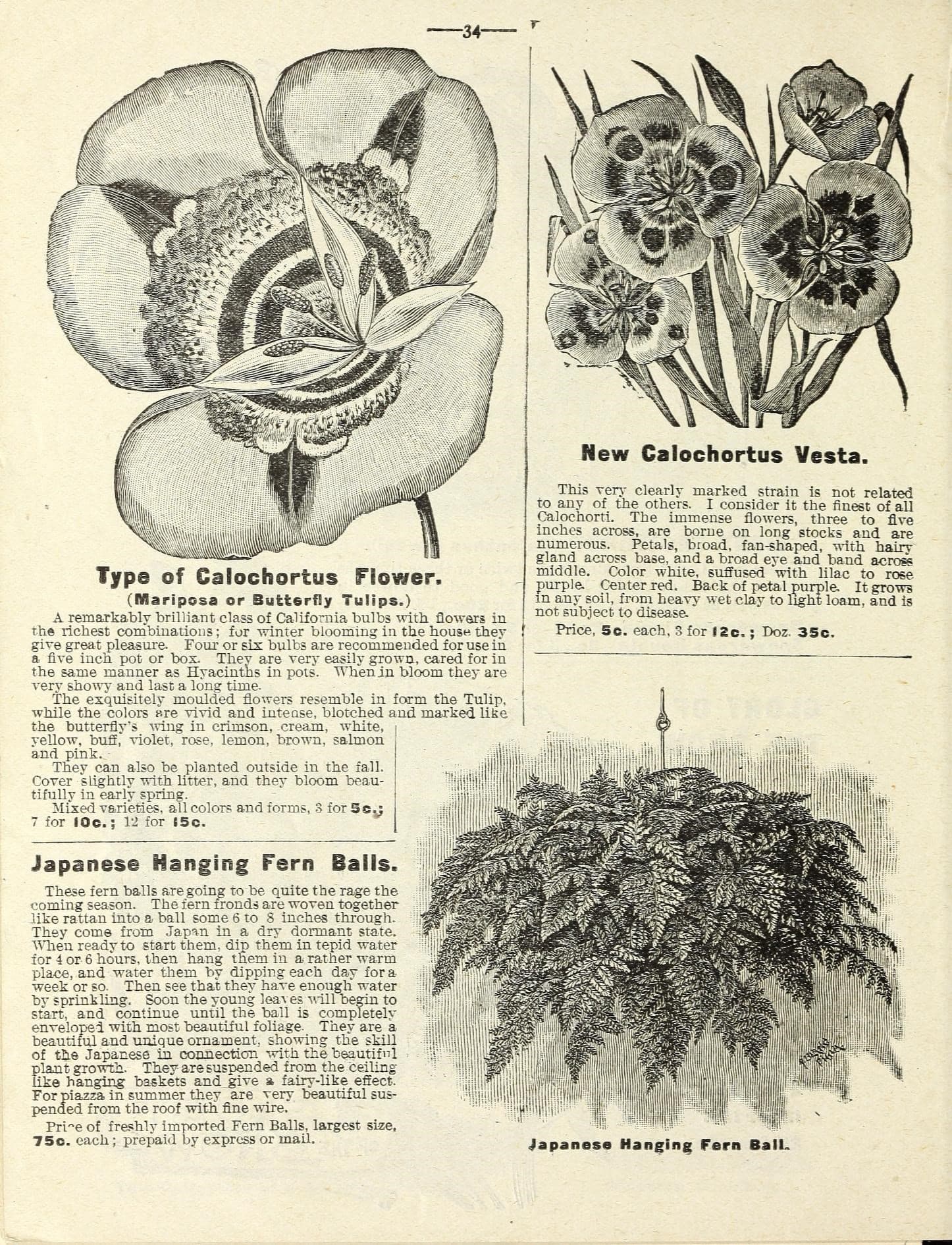 Flowers (15830505883)
