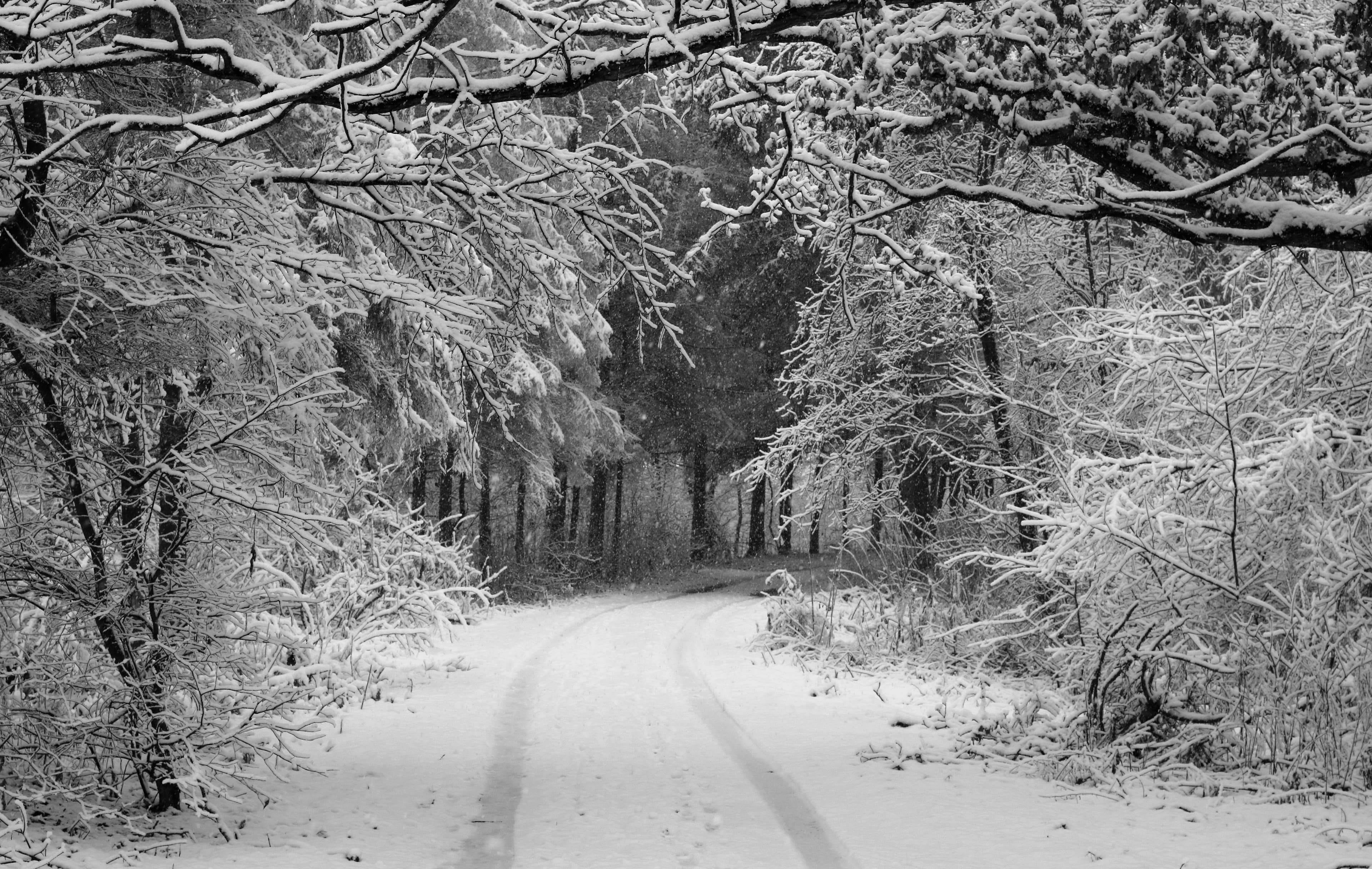 Forest road Slavne 2017 BW G9
