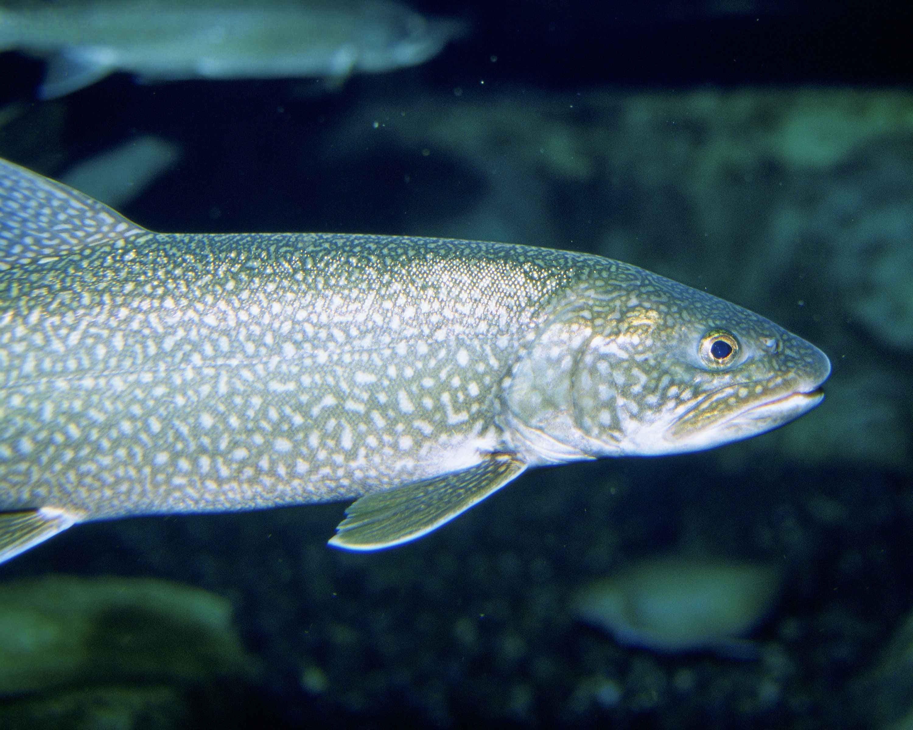 Lake trout fish underwater close up head