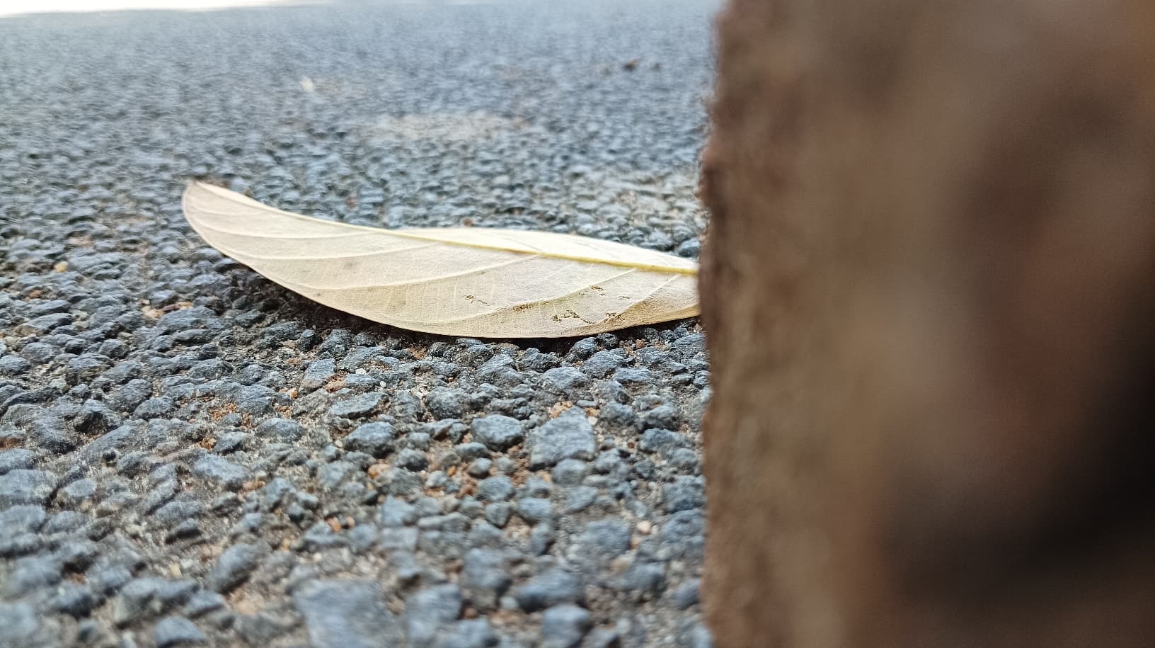 Leaf love