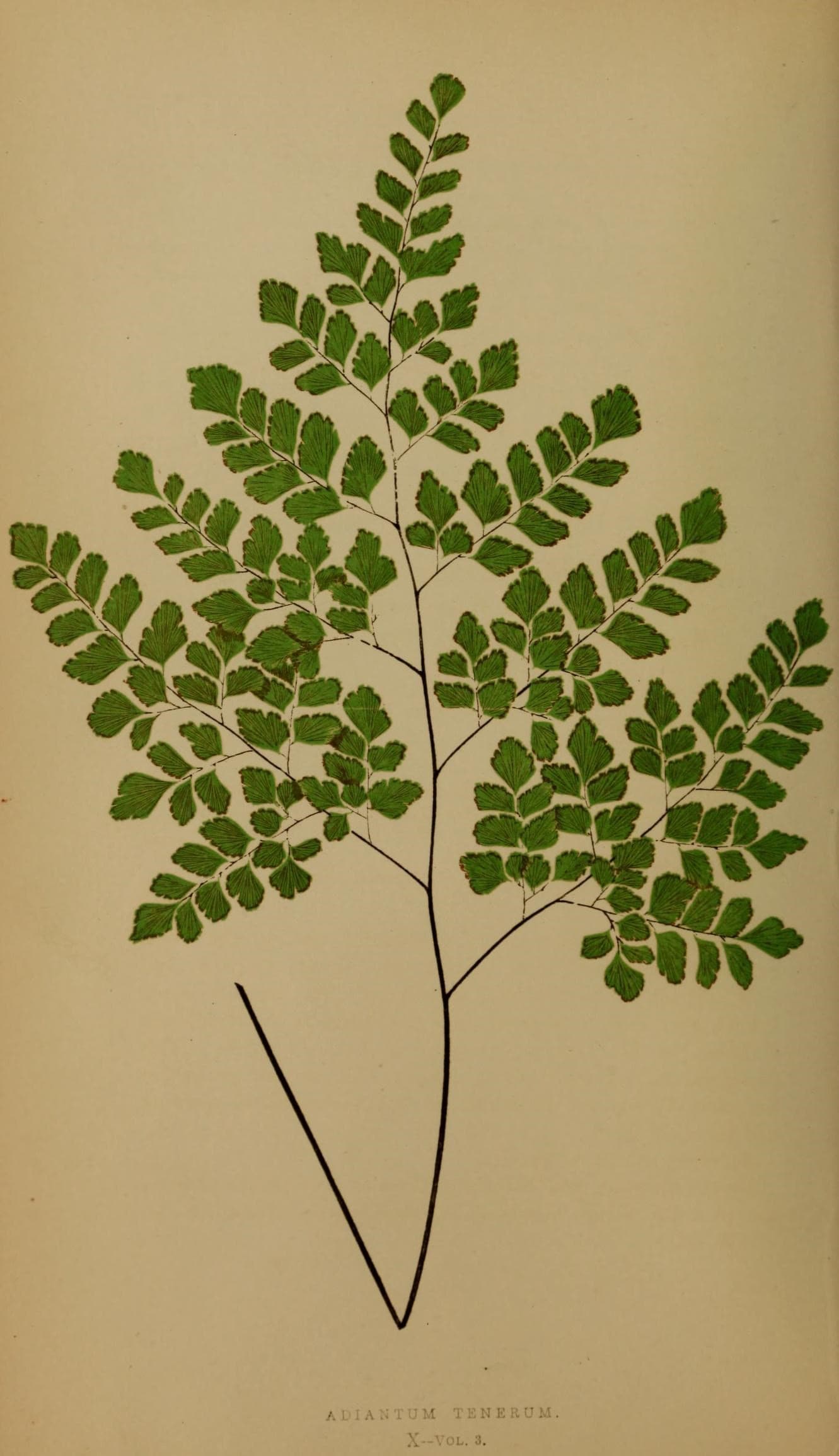 Ferns- British and exotic (10292032176)