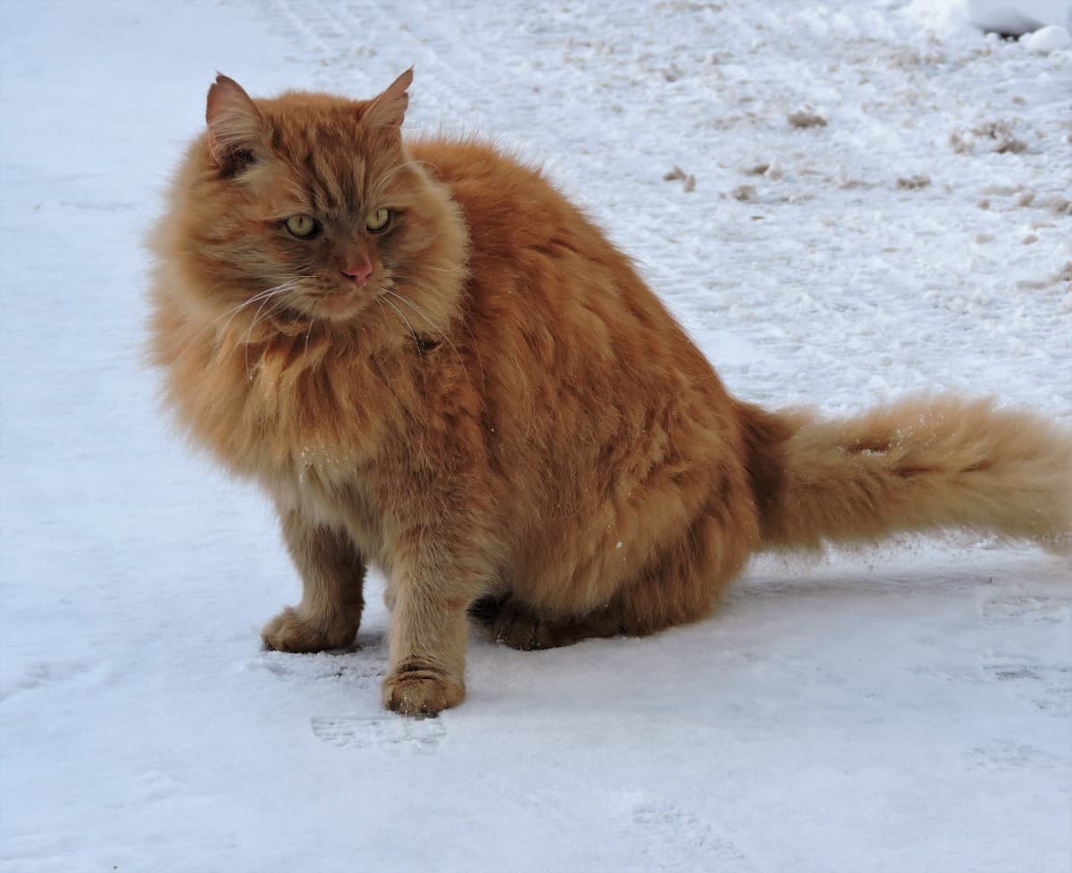 Red tabby DLH cat in snow