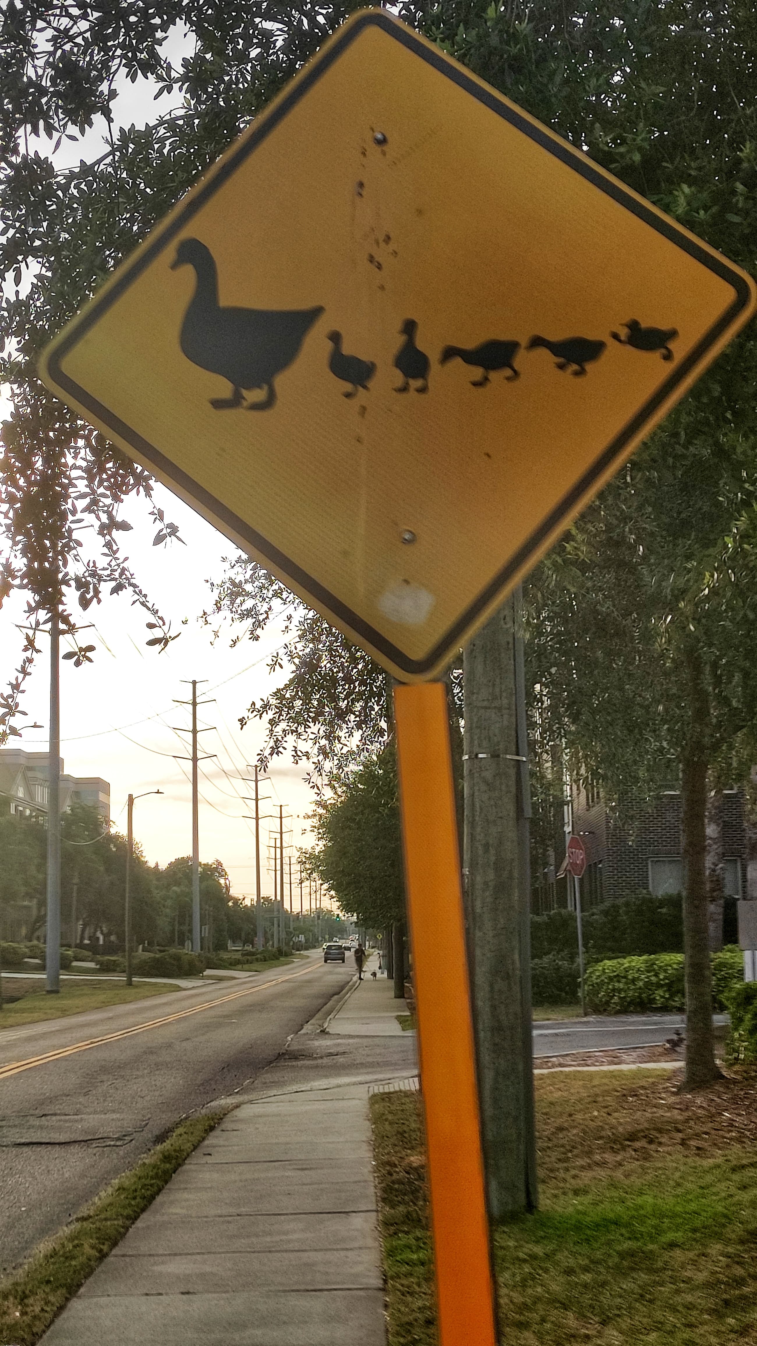 Ducklings road sign