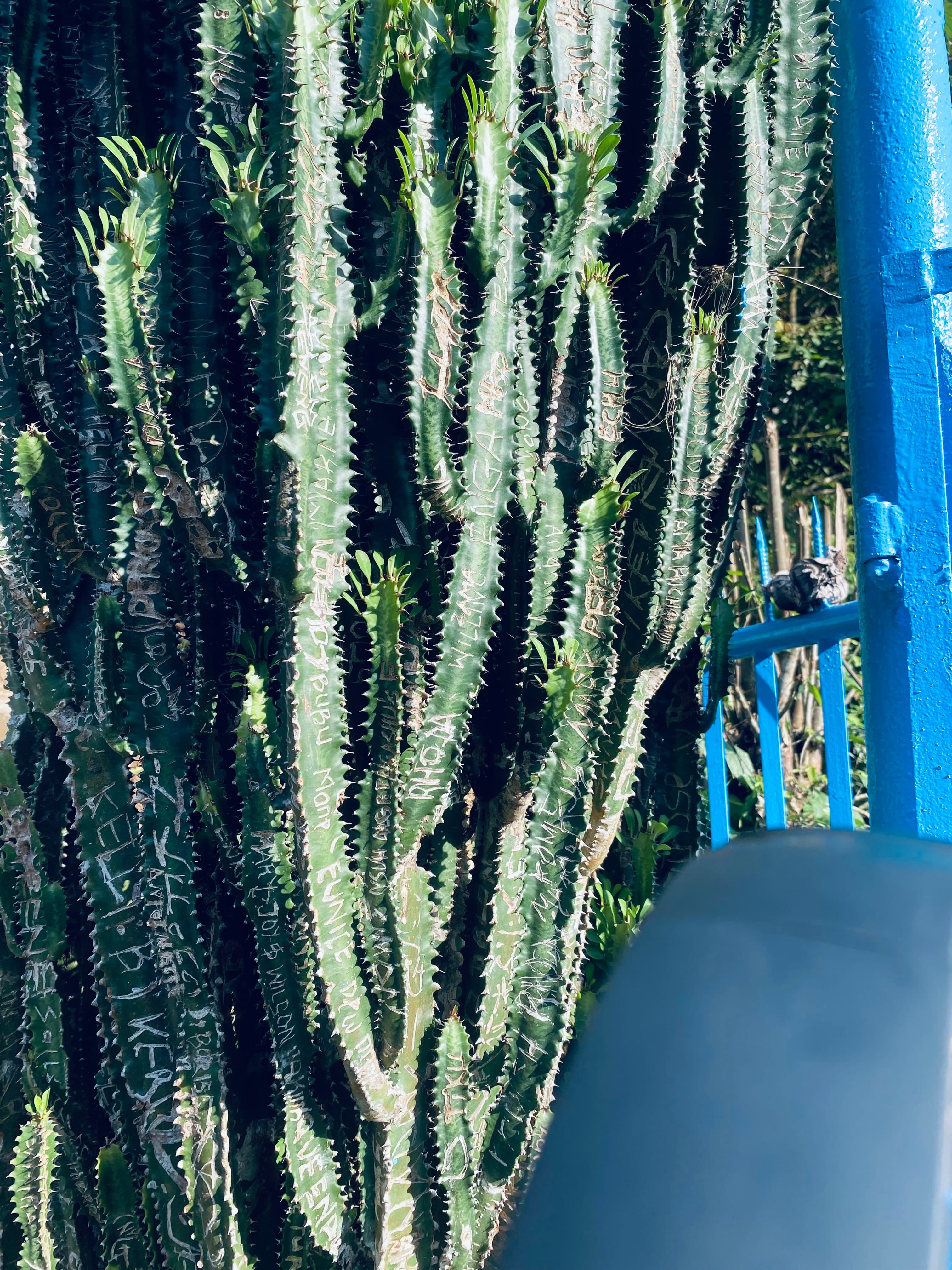 Wild cactus in domestic environments