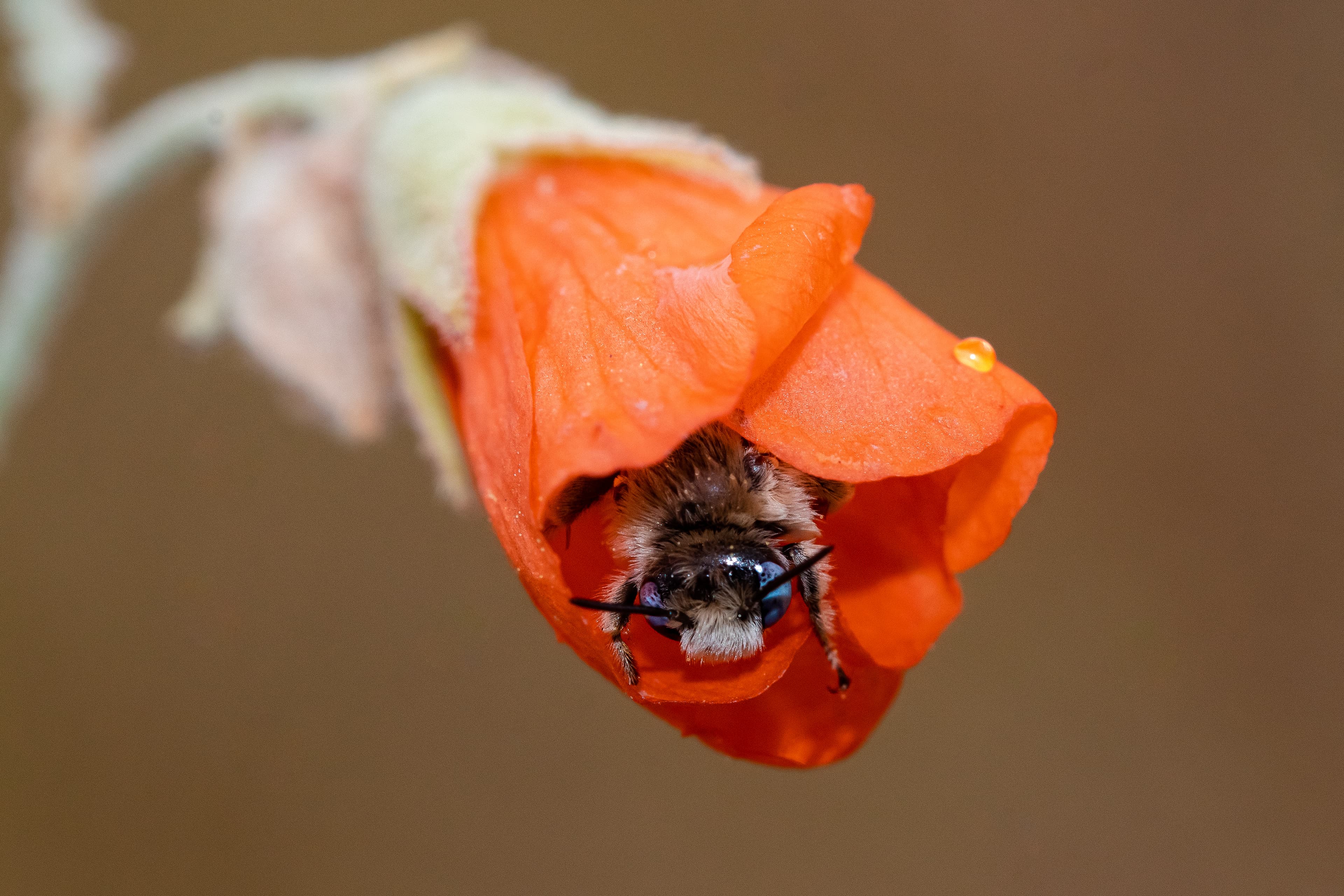 Macro Bee (52369630166)