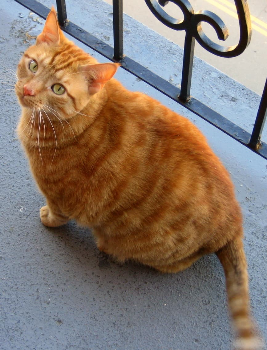 Orange Tabby Cat On Balcony