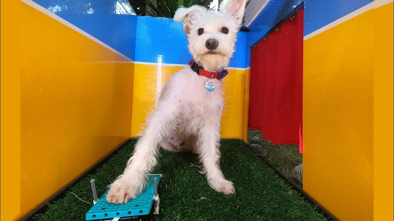 Dog selfie - Scraps