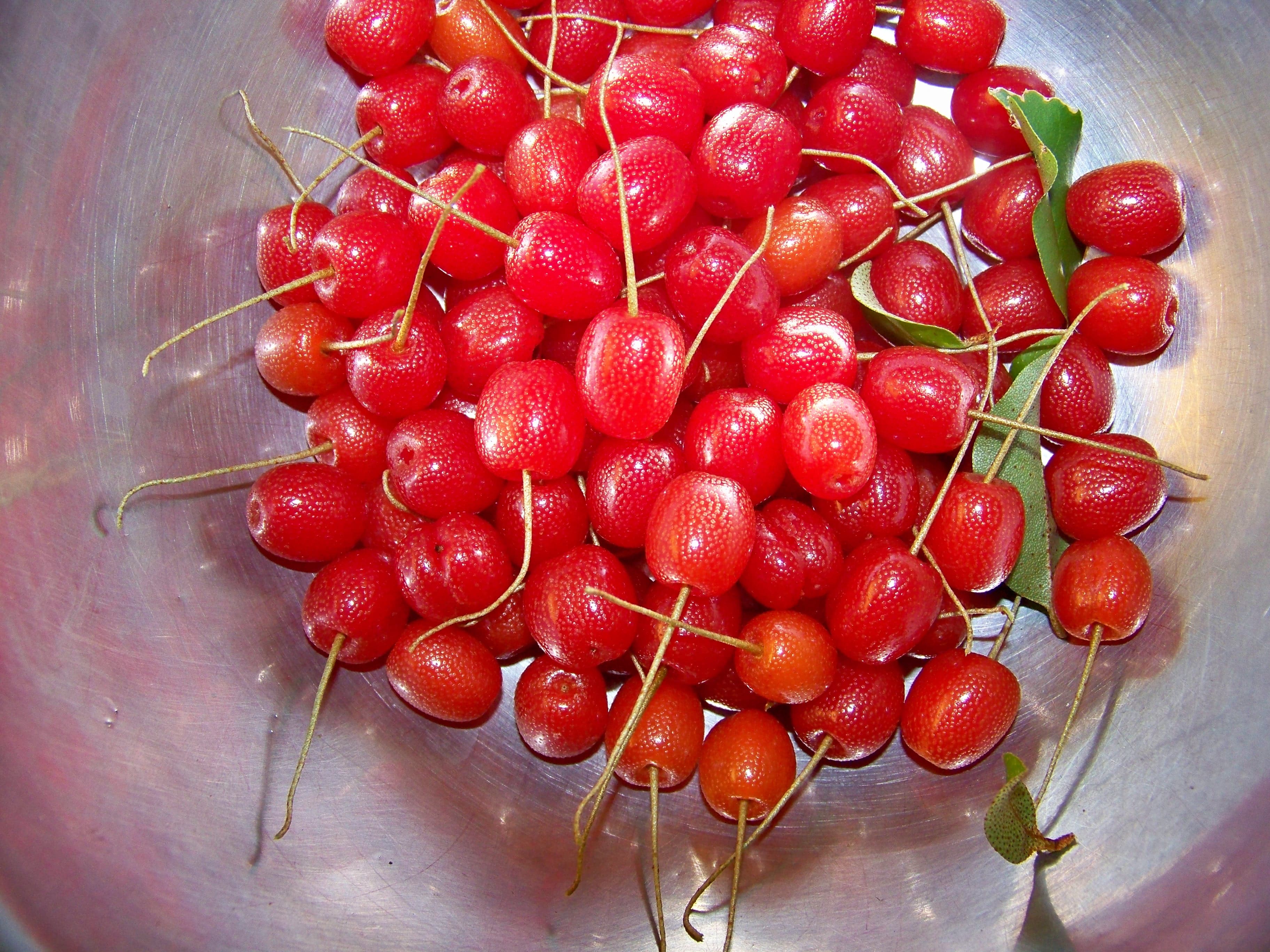 SilverBerries1