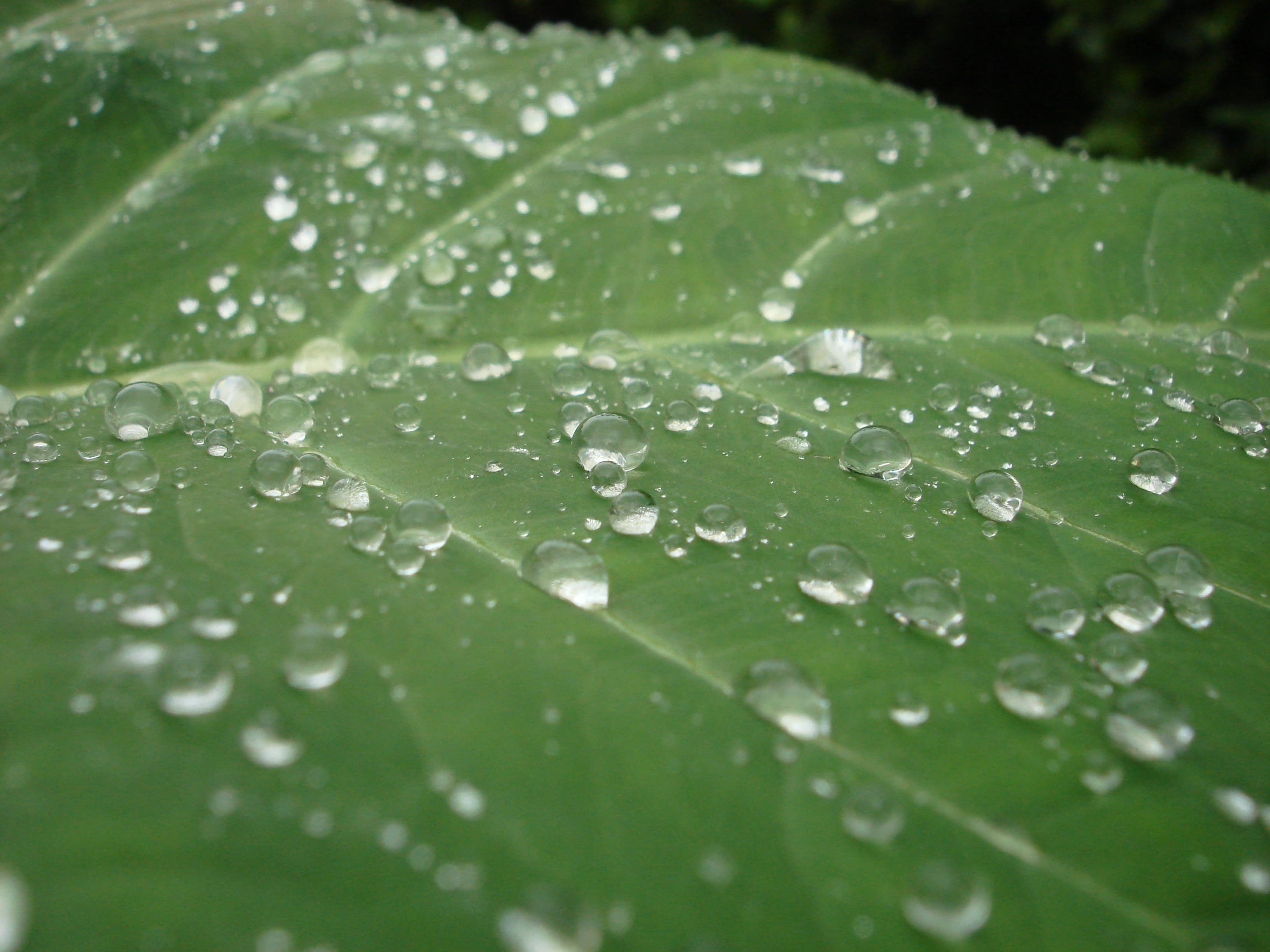 Water droplets on leaf