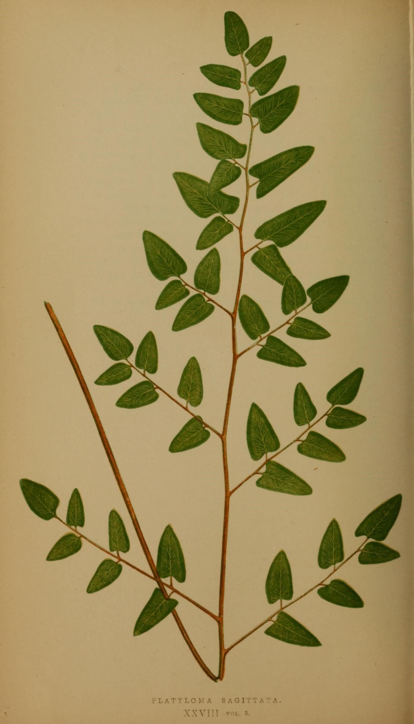 Ferns- British and exotic (10292221513)