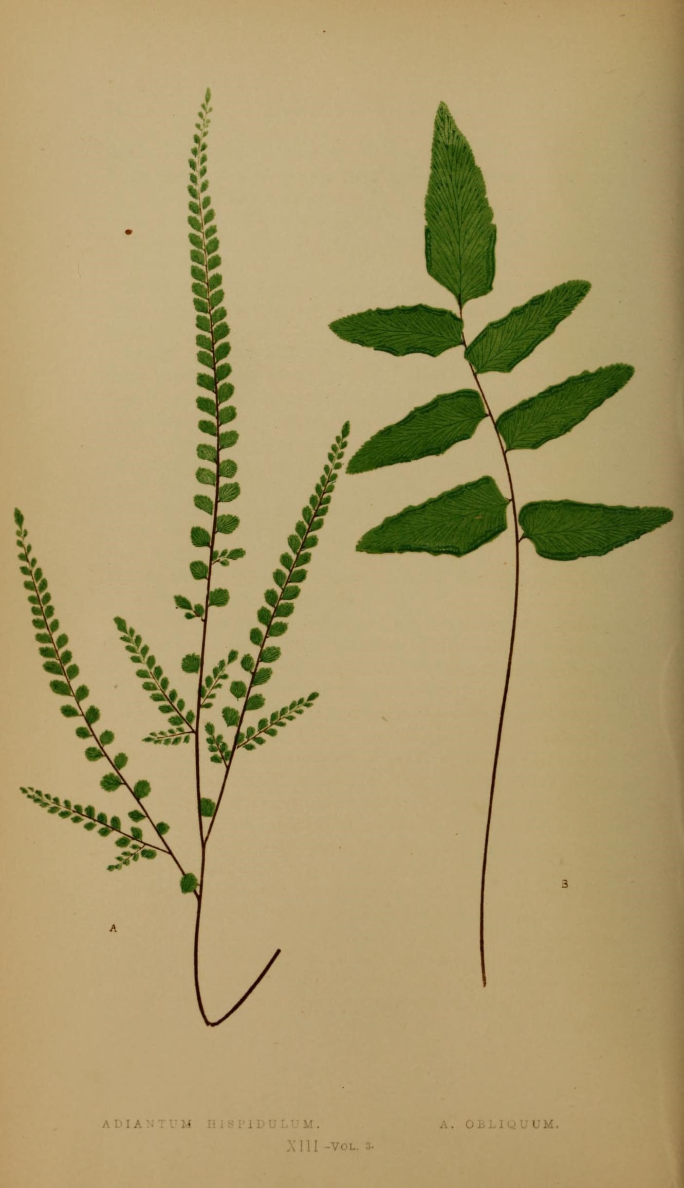 Ferns- British and exotic (10291945804)