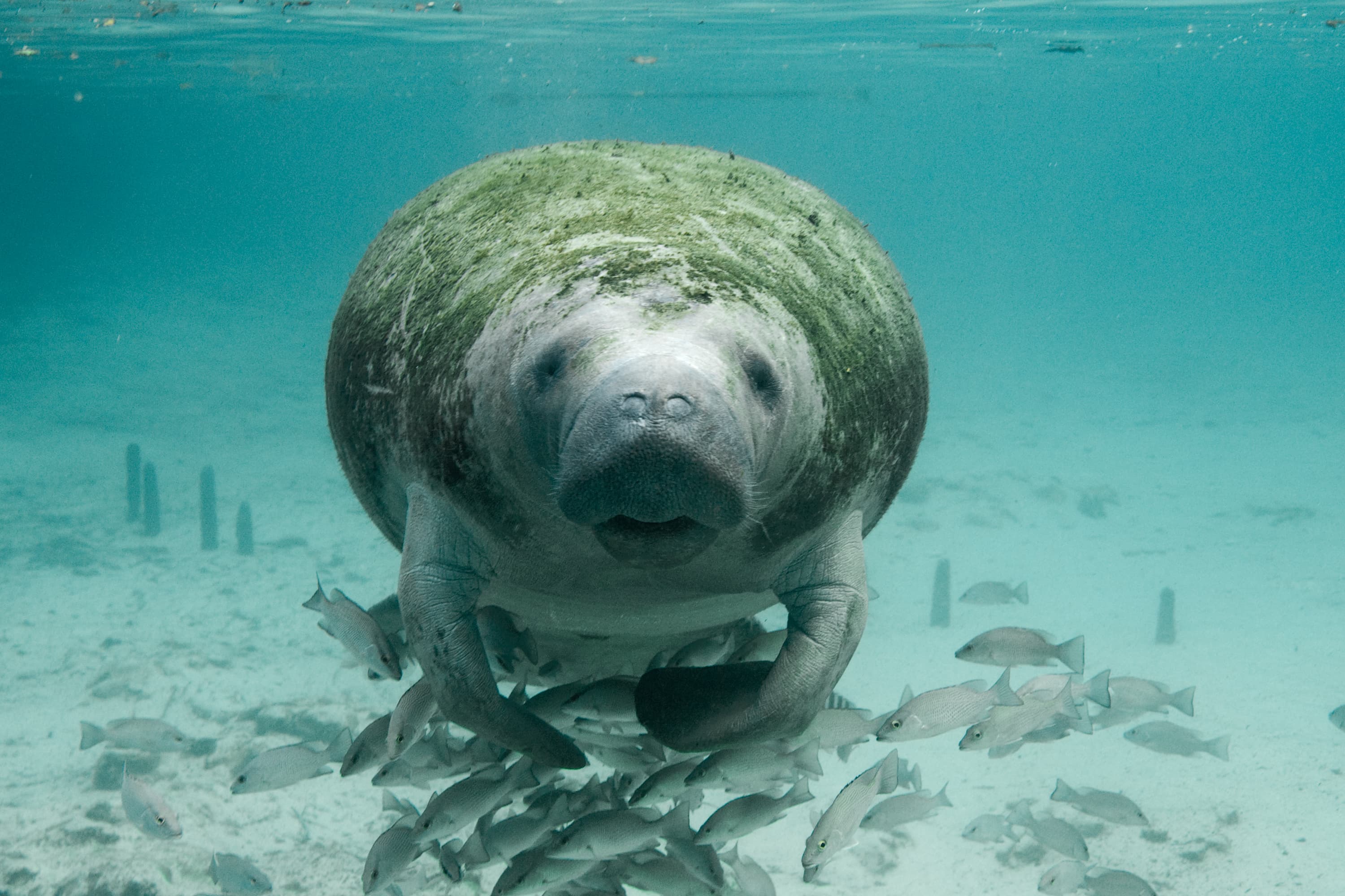 Florida Manatee FWS 23