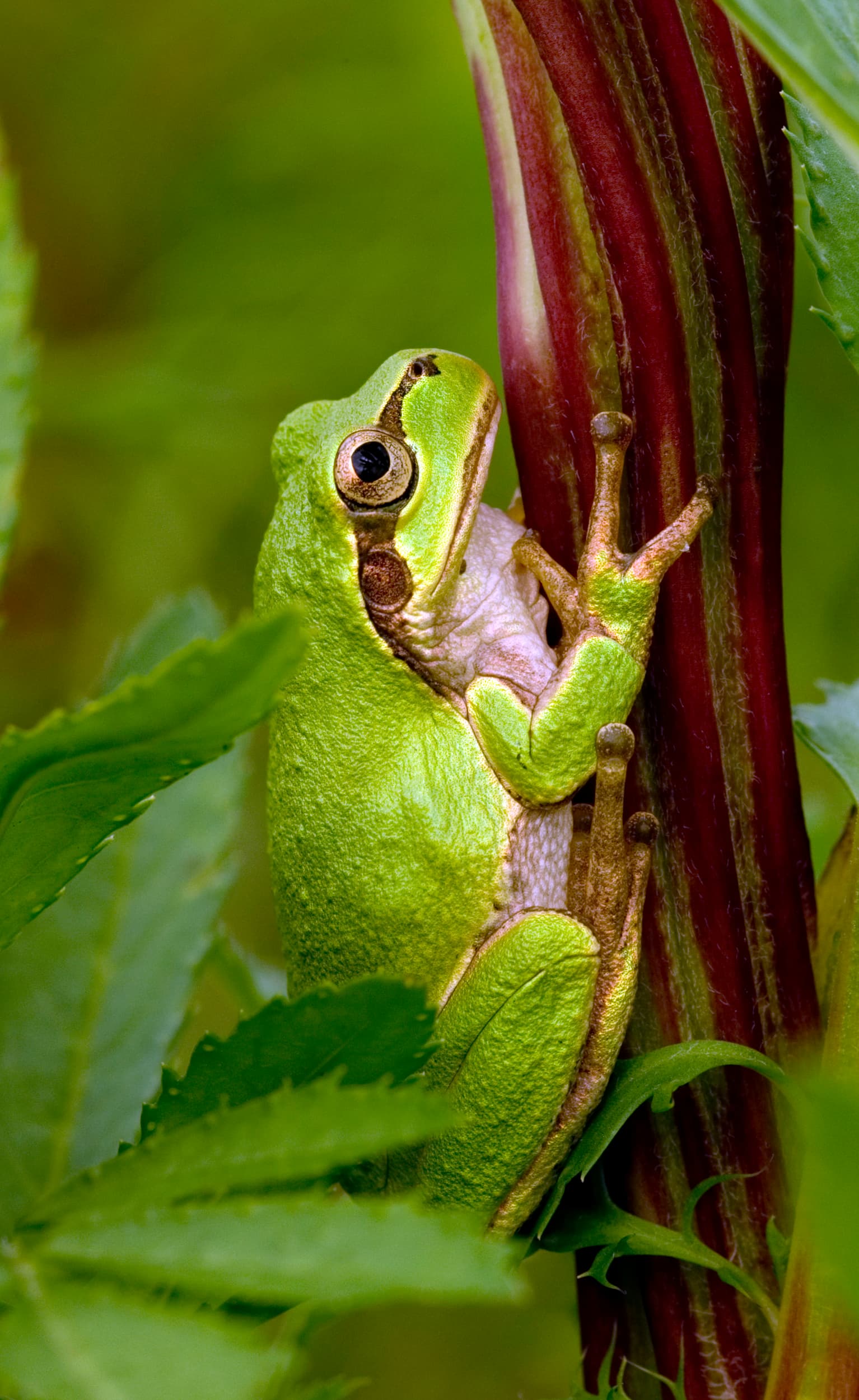 Tree frog2